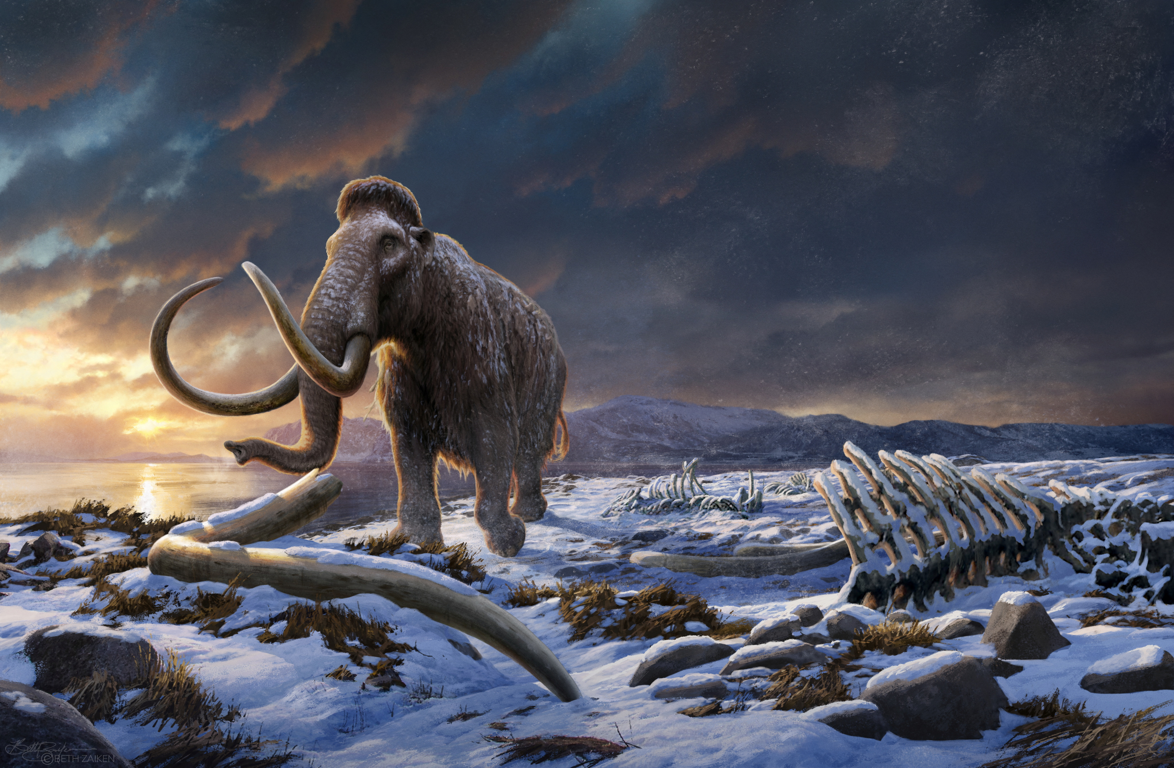Artist's impression of the last woolly mammoth on Wrangel Island