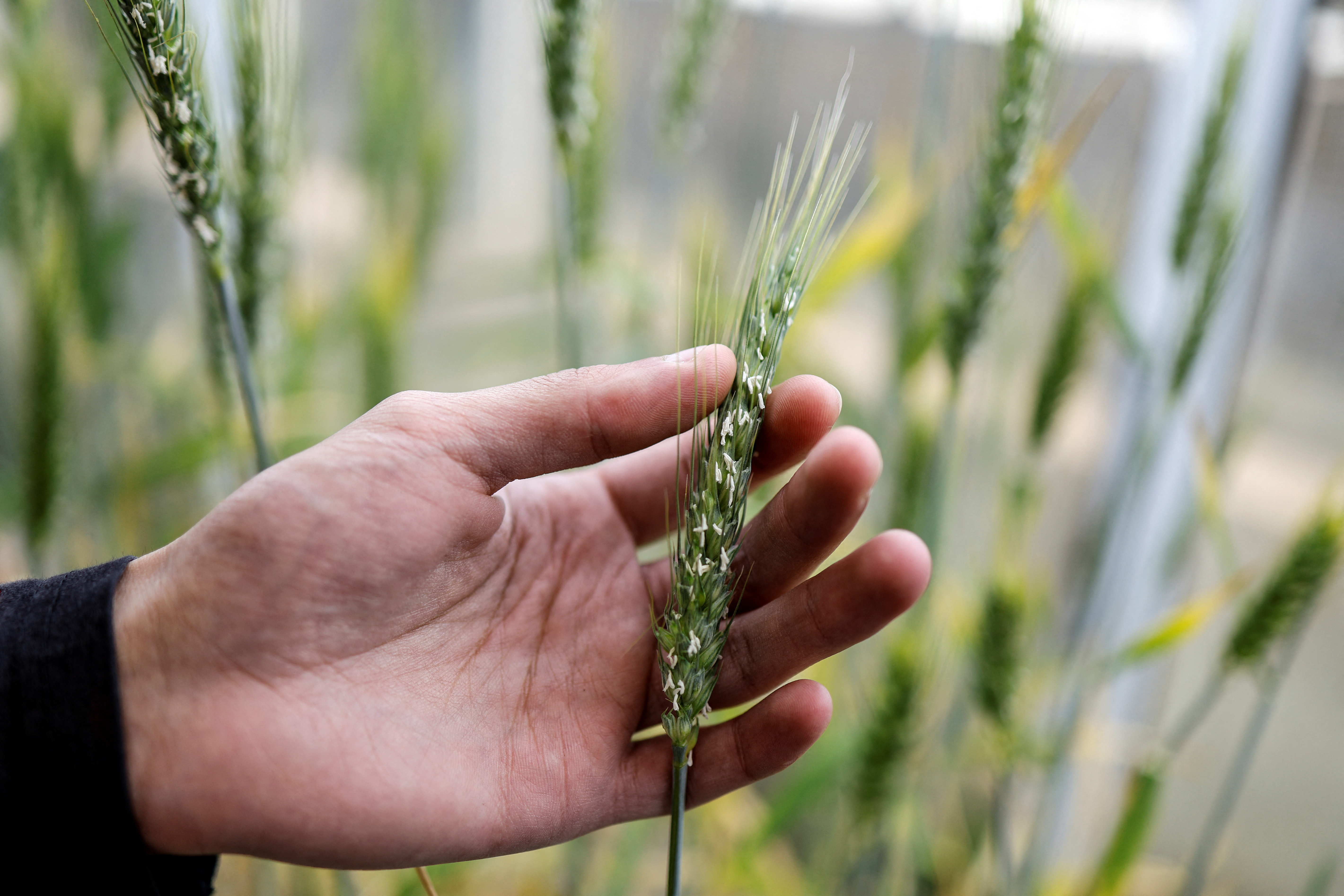 A man handles an ear of wheat in a greenhouse at the Israel Plant Gene Bank at the Volcani Institute in Rishon LeZion