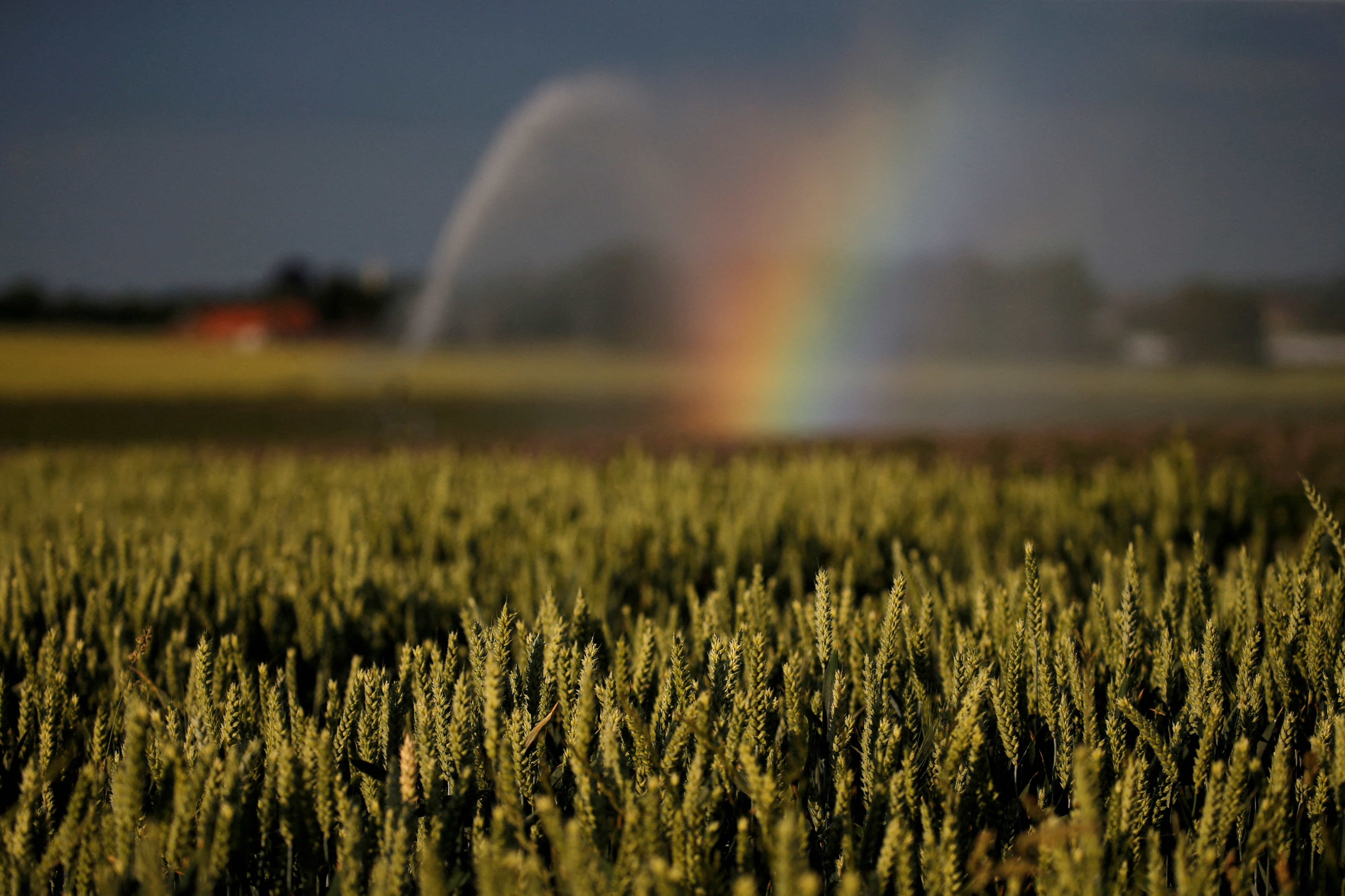 A rainbow is seen as a wheat field is irrigated after the authorities announced a drought risk for the summer, in Sailly-lez-Cambrai