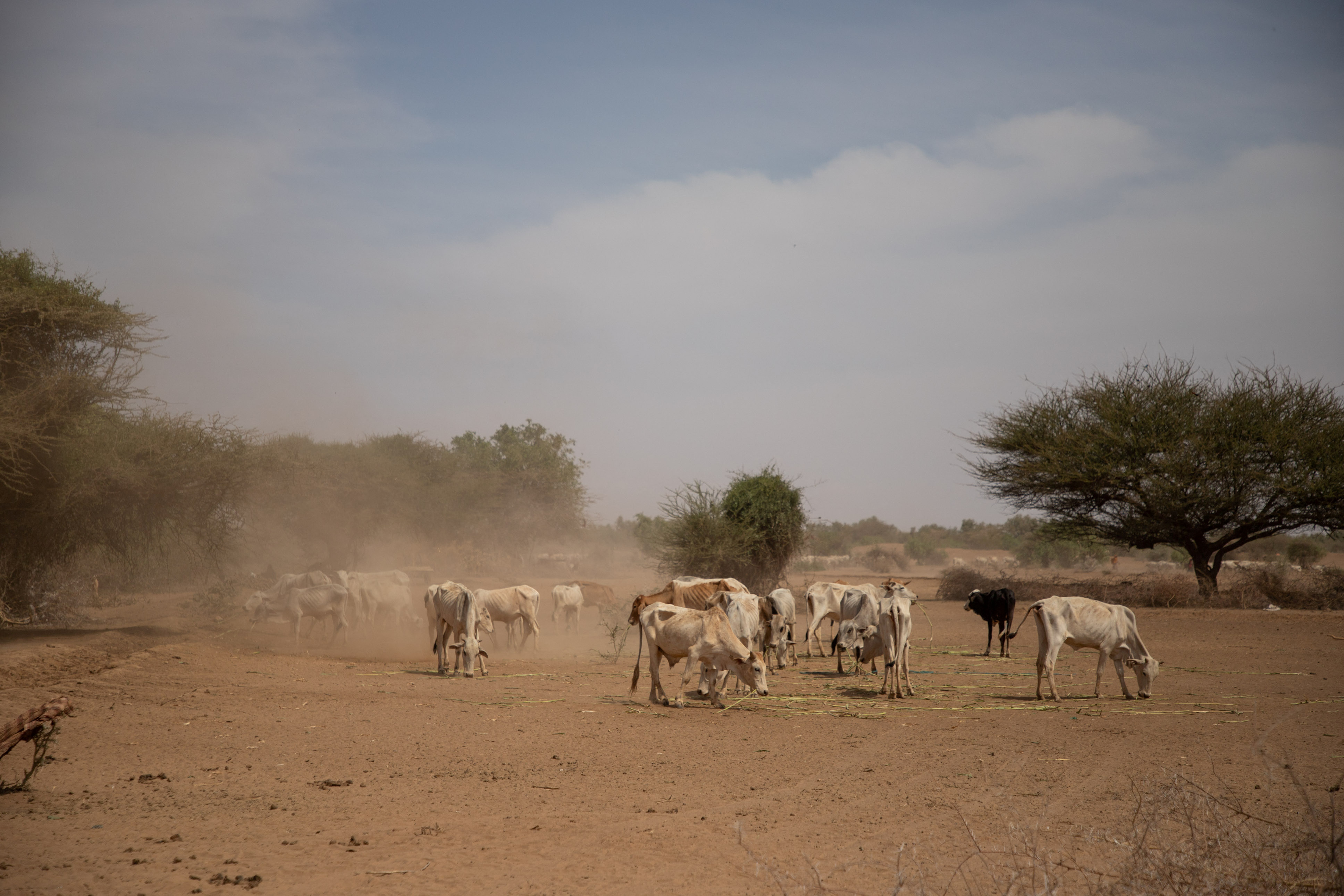 WFP warns millions facing hunger as driest weather in decades ravages Horn of Africa