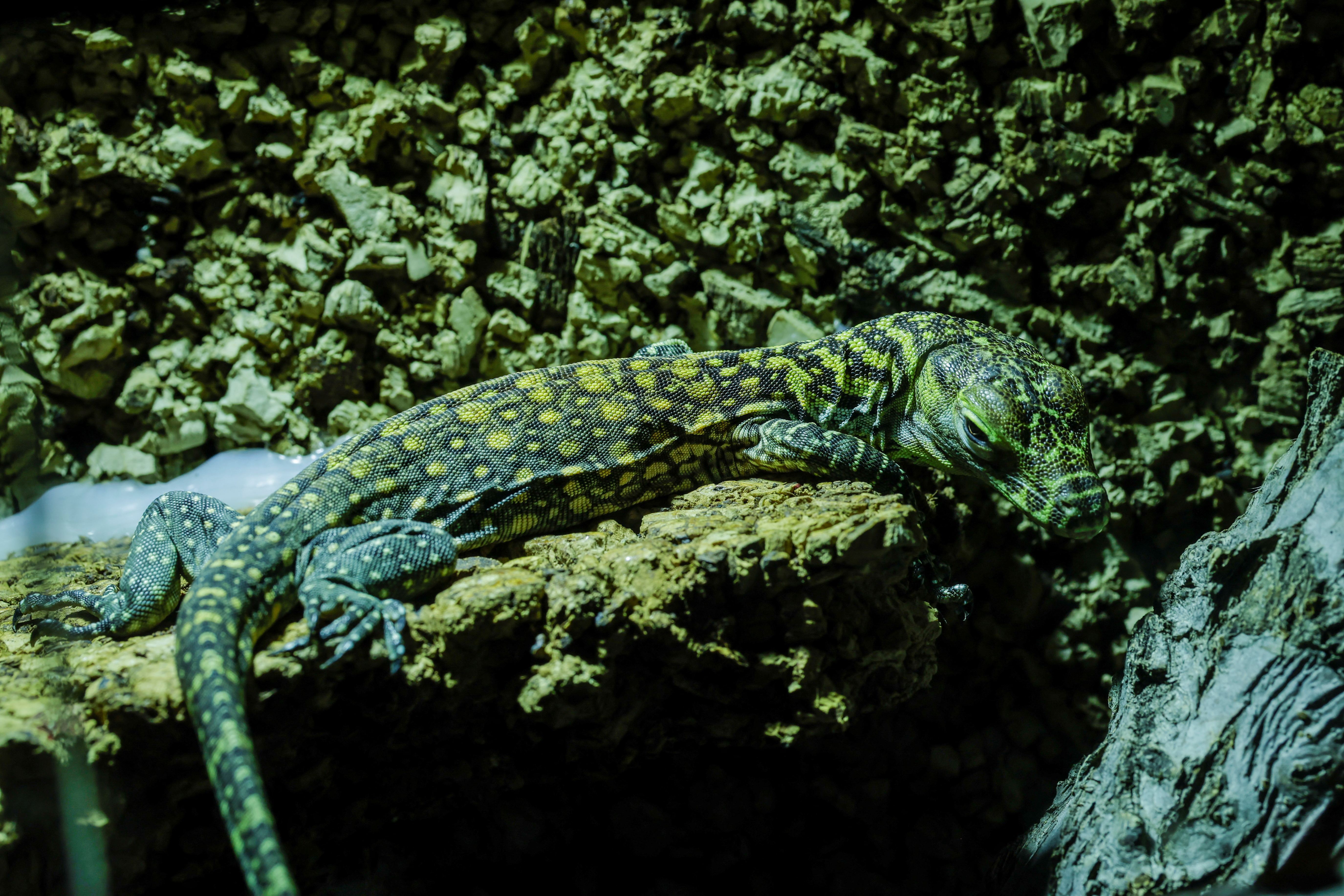 komodo dragon hatching