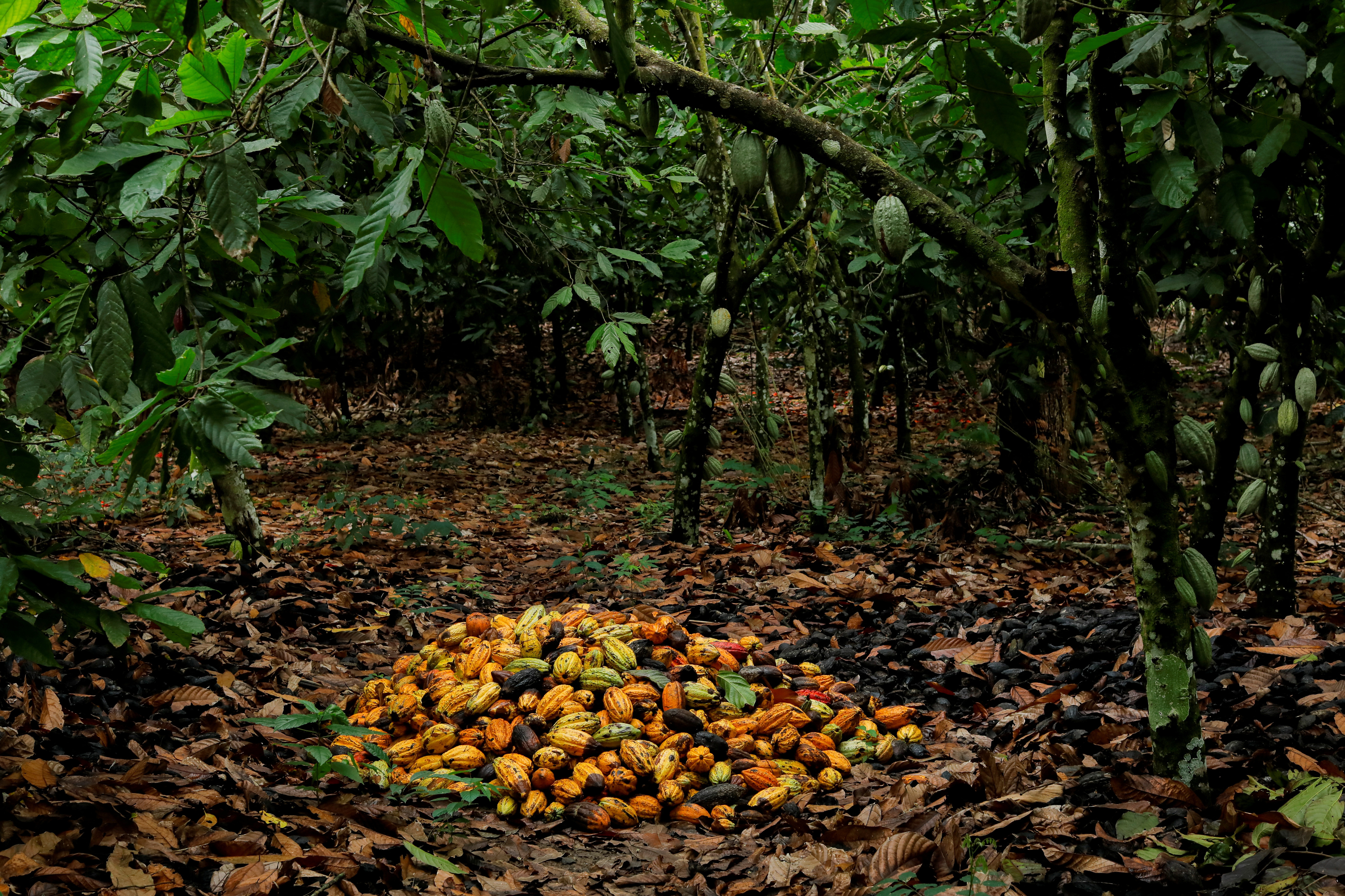 Cocoa pods harvested in a cocoa farm are seen near the village of Kusa in the Ashanti region of Ghana