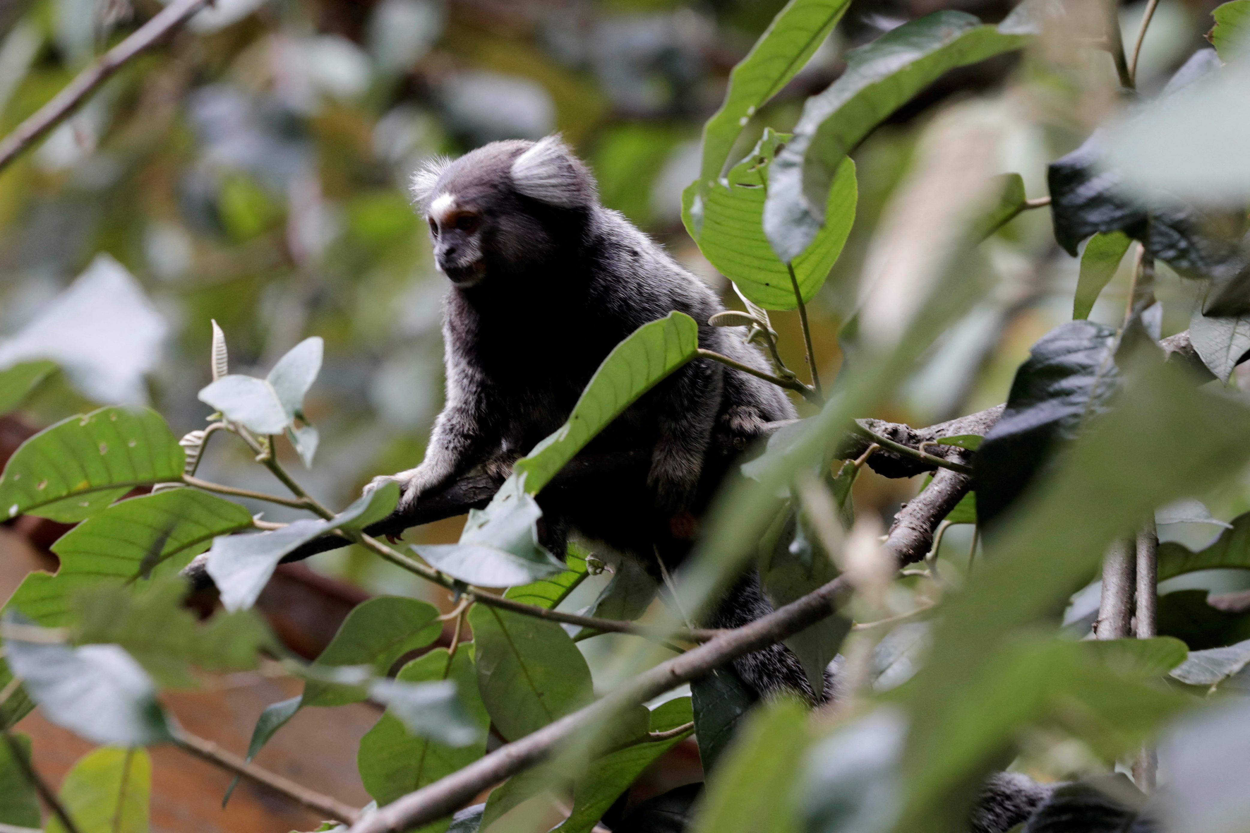 A Callithrix monkey is seen in an Atlantic forest area in Mairipora