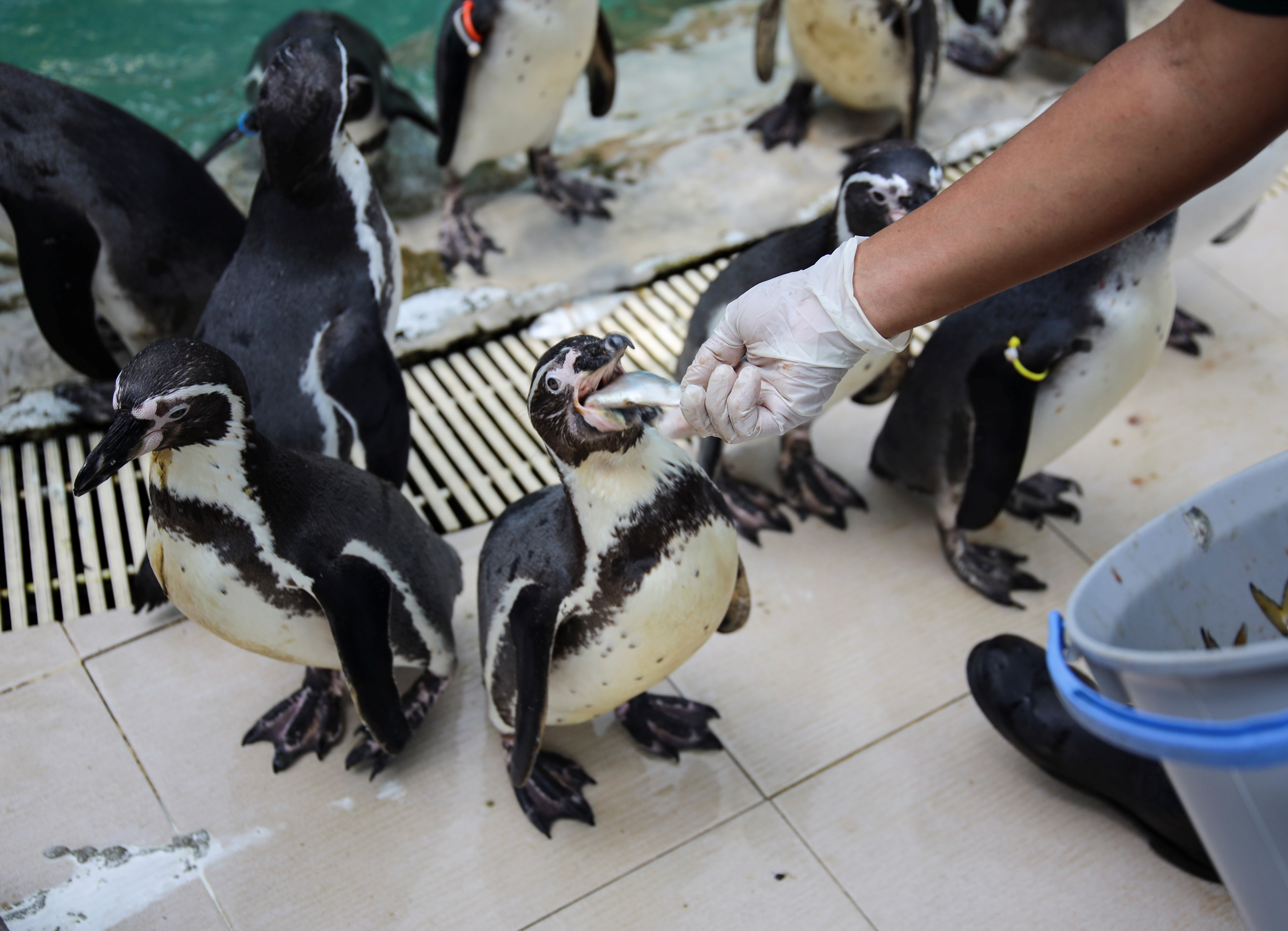 A staff member feeds a penguin at a zoo, in Chonburi