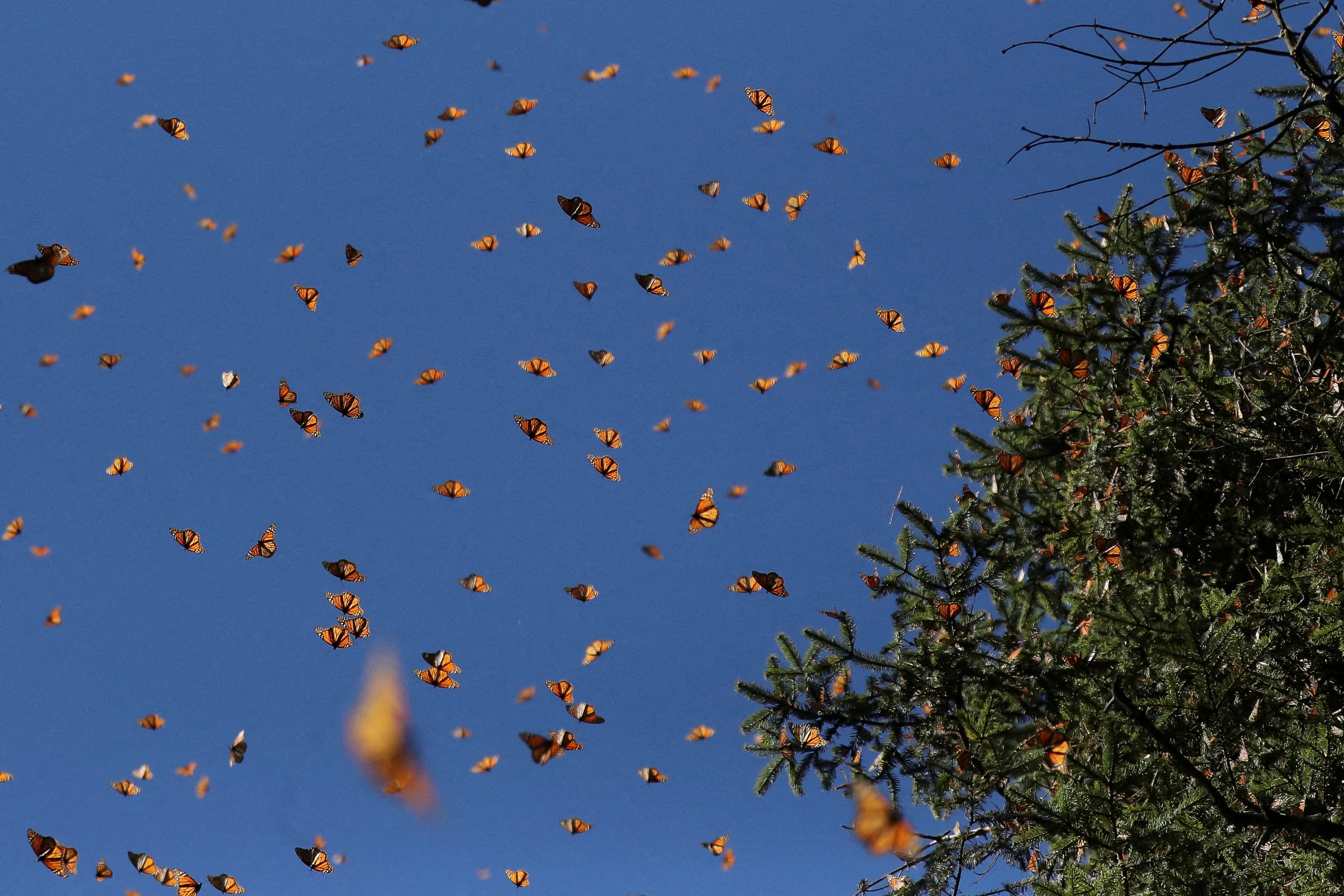 Monarch butterflies at Mexico's Sierra Chincua butterfly sanctuary