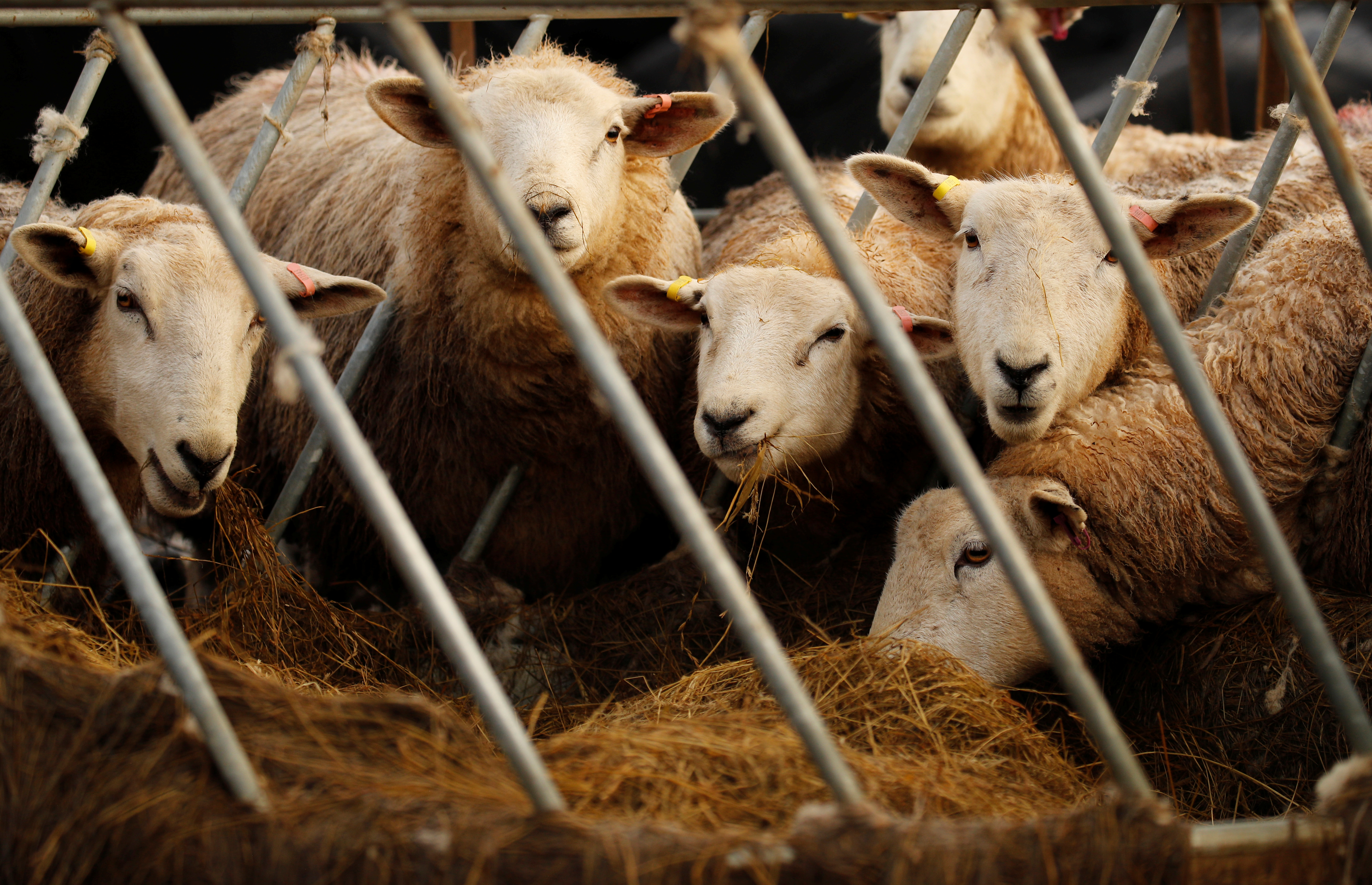 Sheep feed in a field on a farm near Appleby in Cumbria, Britain