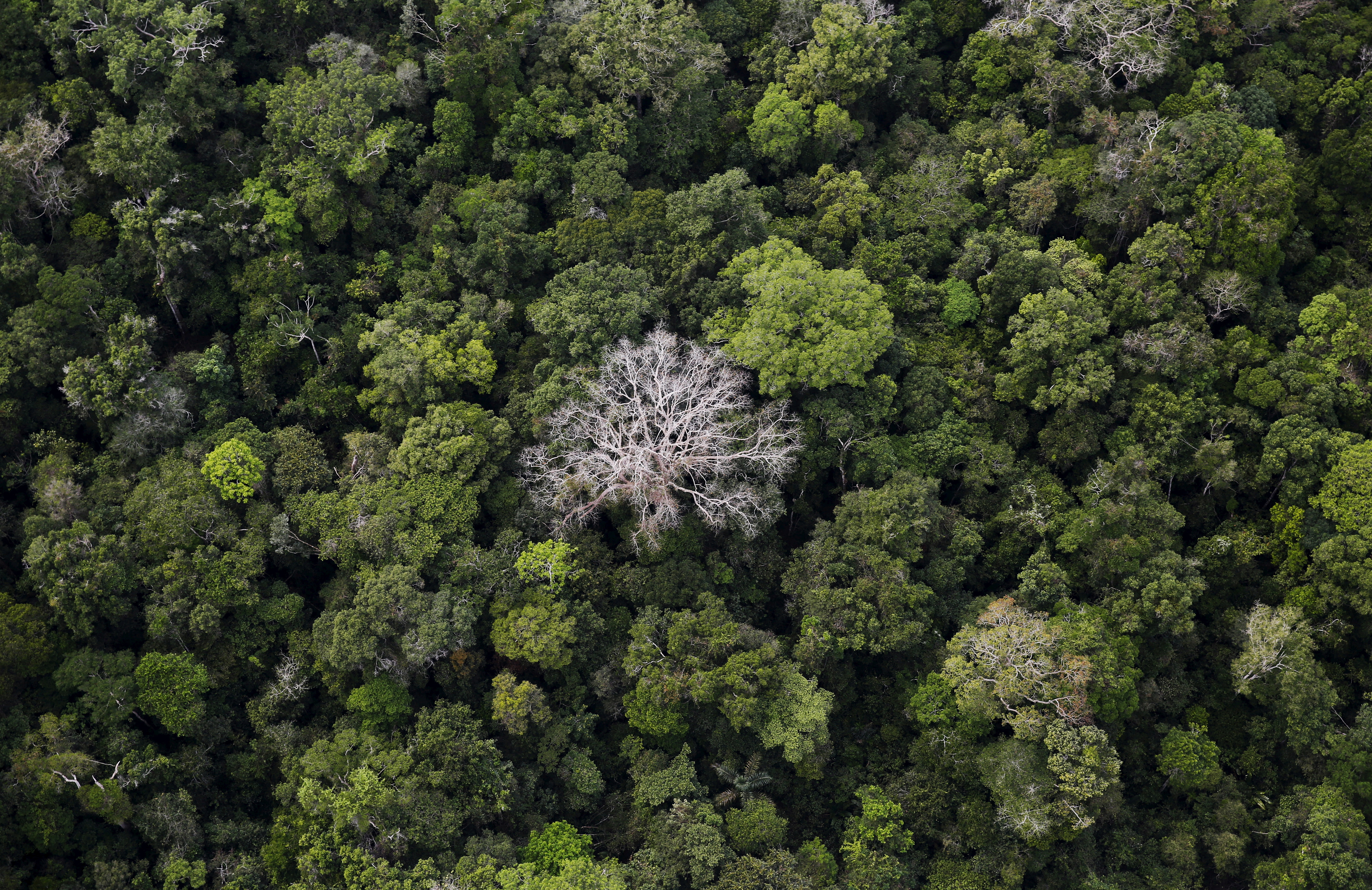 Uma vista aérea mostra a floresta amazônica na Floresta Nacional do Bom Futuro, perto de Rio Pardo