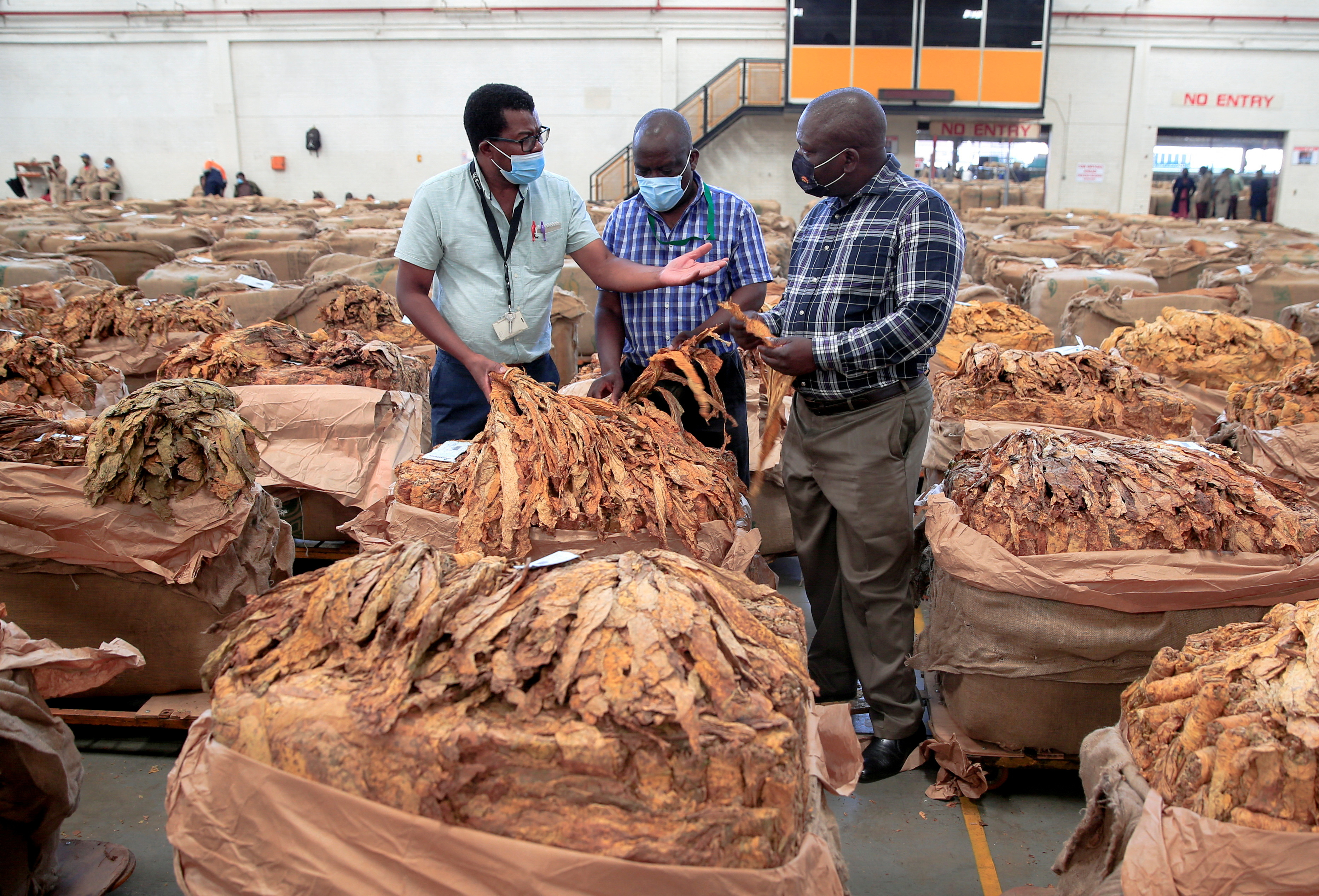 tobacco industry in zimbabwe Zimbabwe tobacco output expected to rise 8.5% in 2023