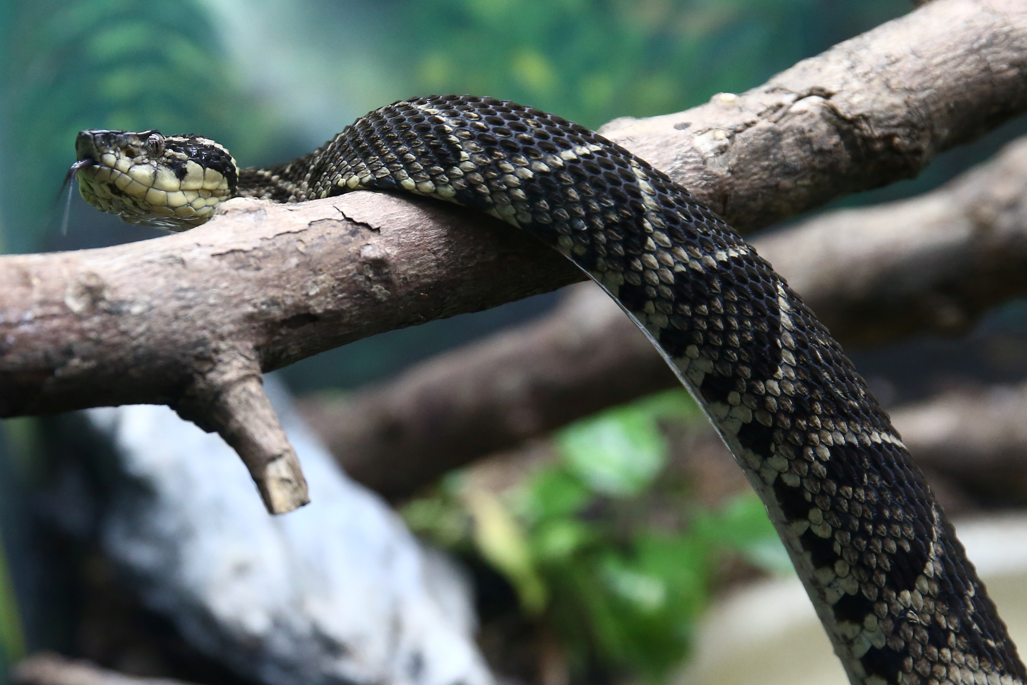 Brazilian study uses snake venom against COVID-19