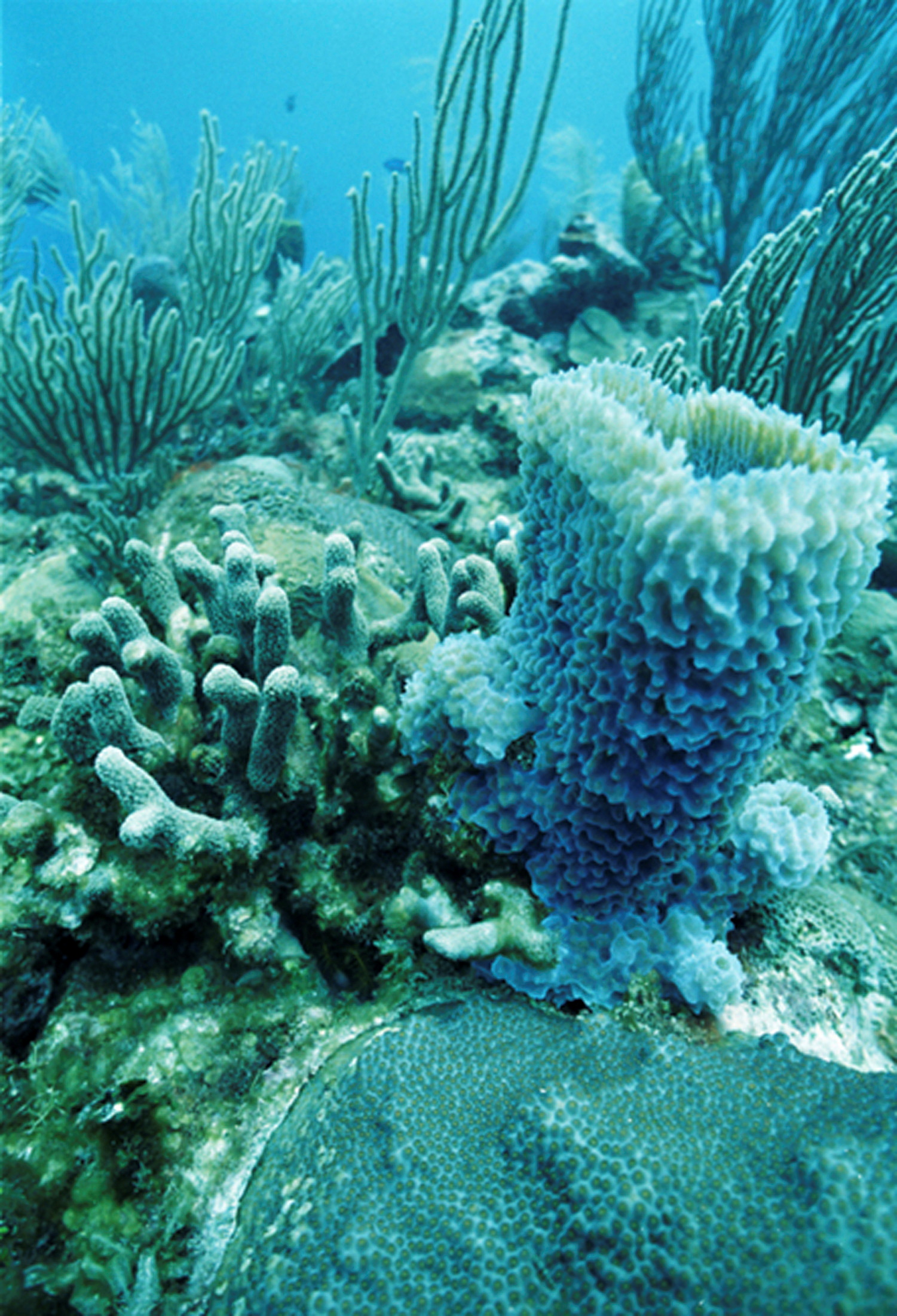 The effect of "bleaching" on coral off Caye Caulker, Belize