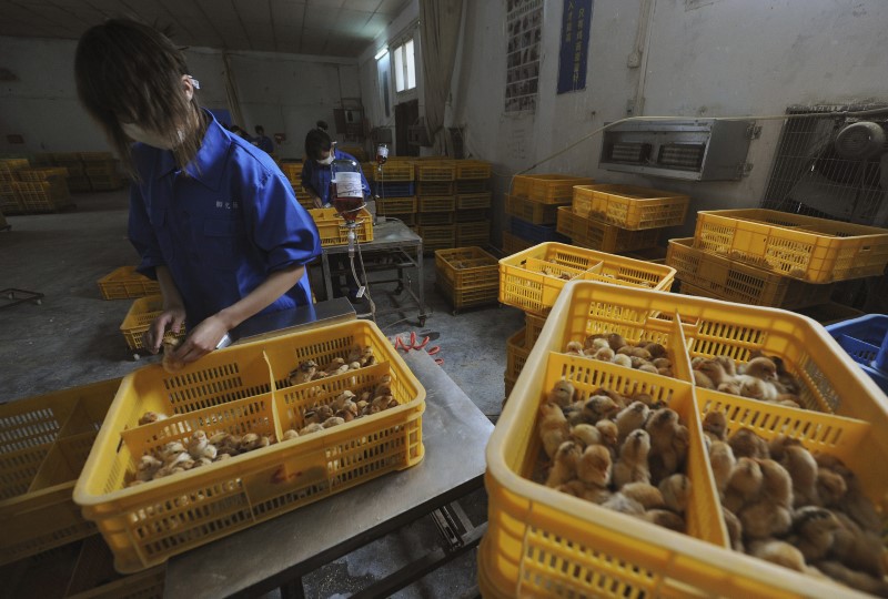Workers vaccinate chickens with H9 bird flu vaccine at a farm in Changfeng county