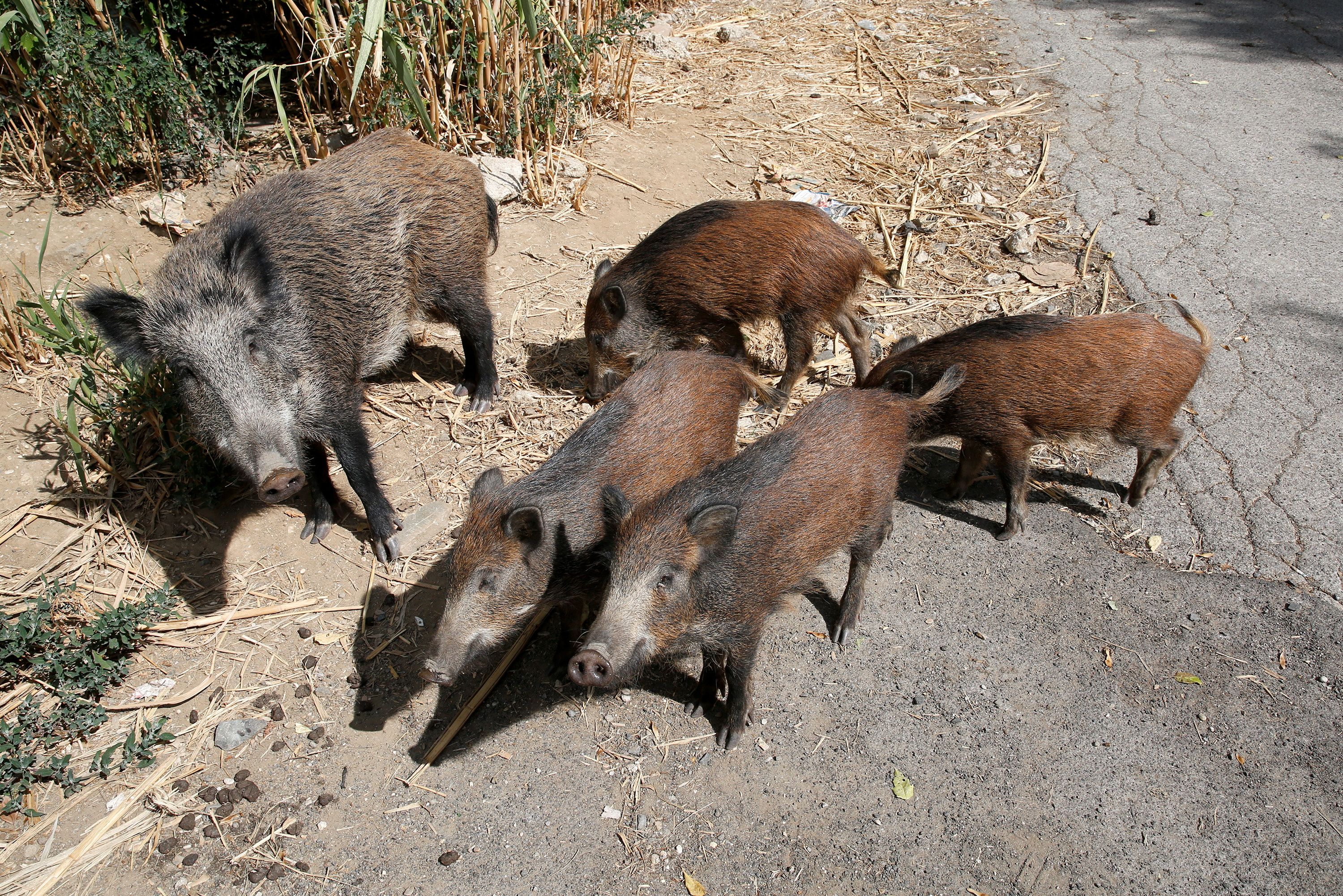 Wild boars roam street foraging for food in Rome