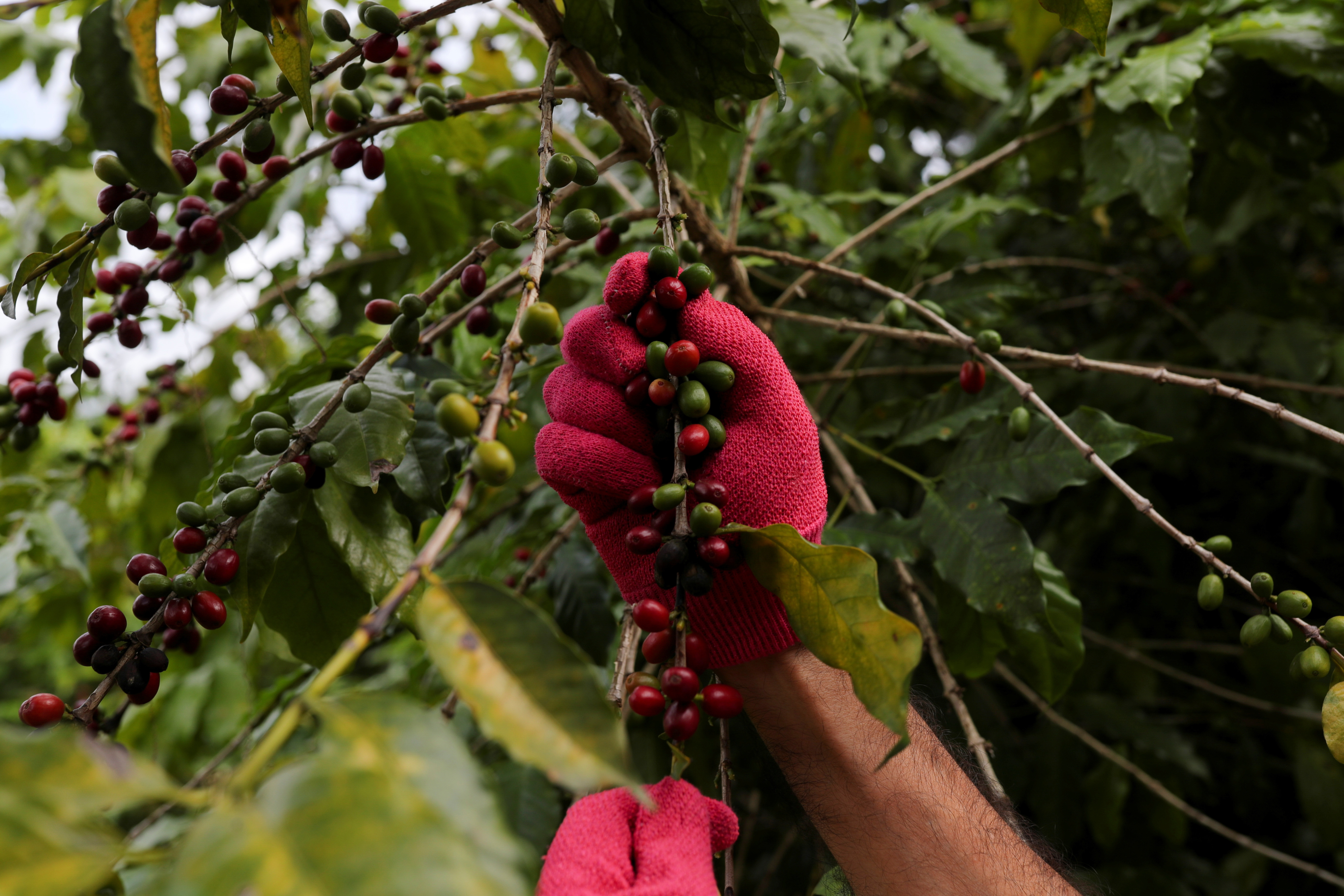 Issues of deforestation in coffee production in the