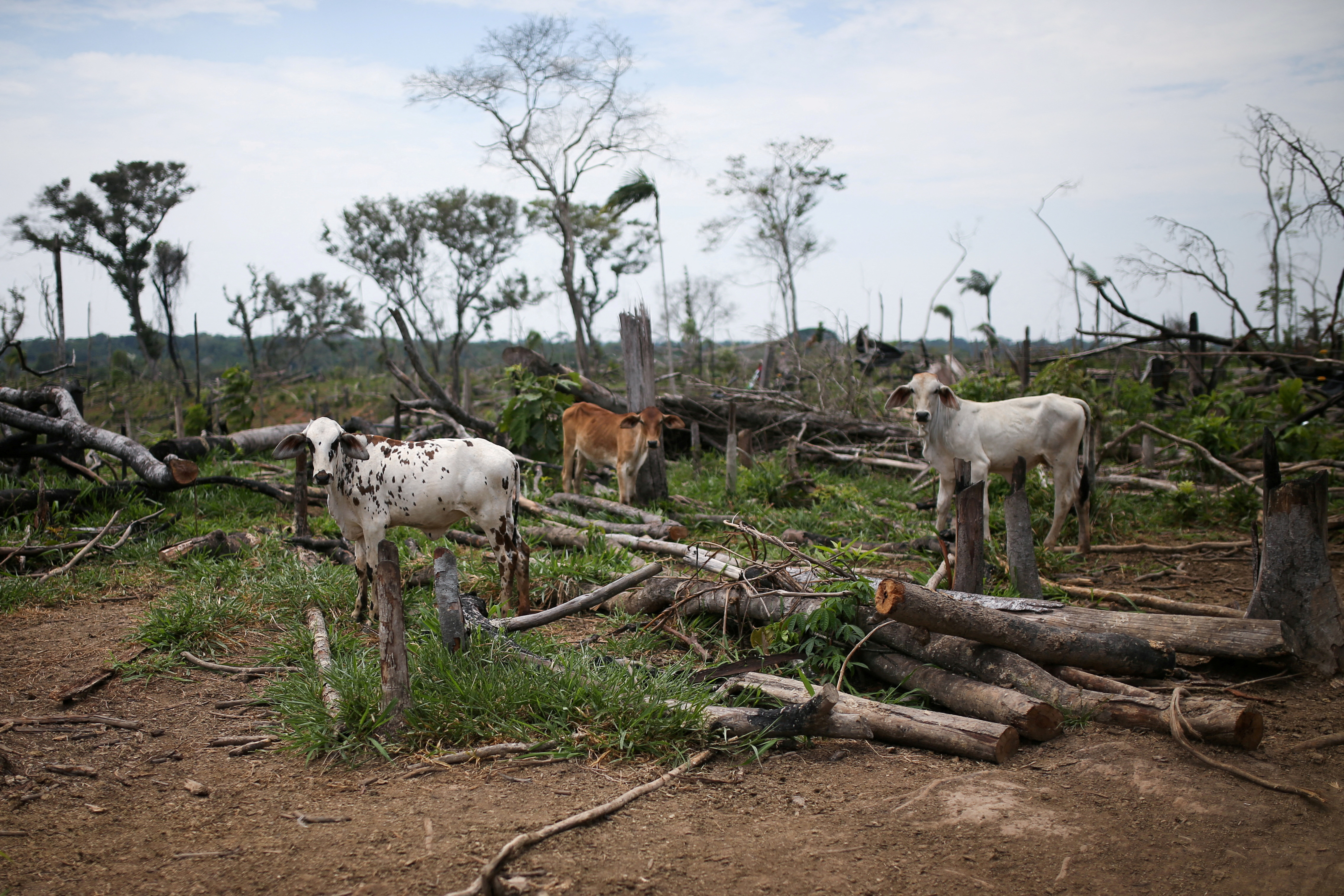 Cows graze in a deforested pasture on the Yari plains, in Caqueta