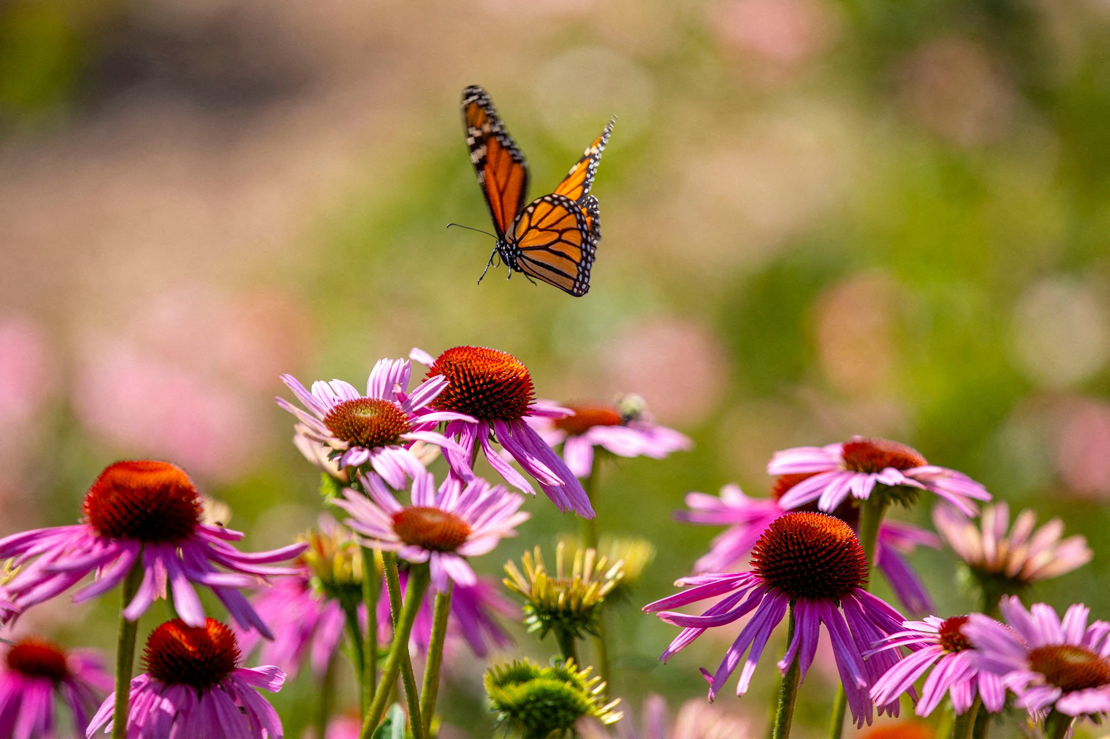 Monarch butterflies perch at the Royal Botanical Garden in Burlington Ontario