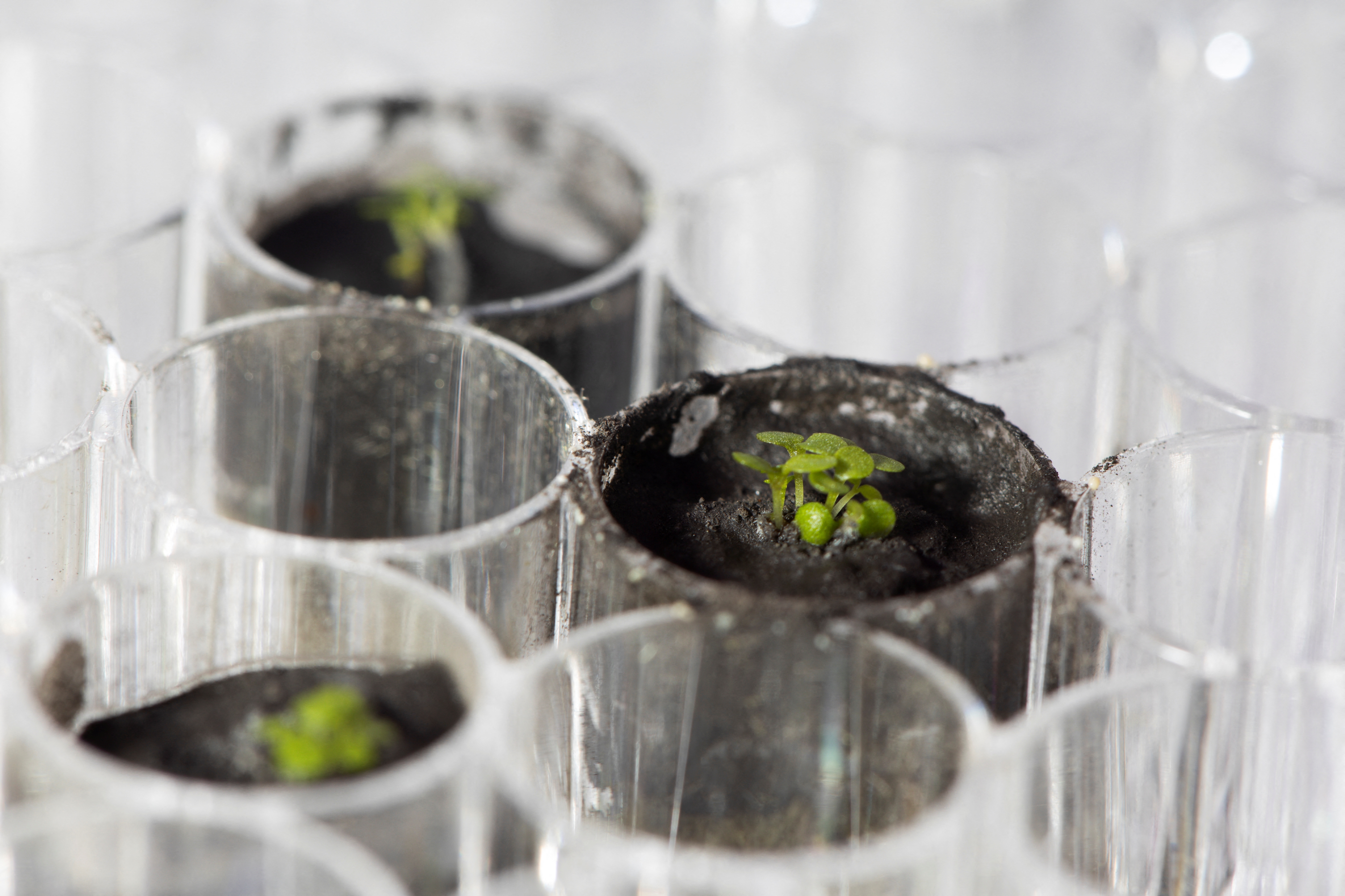 The plant species Arabidopsis thaliana is seen sprouting at a University of Florida laboratory
