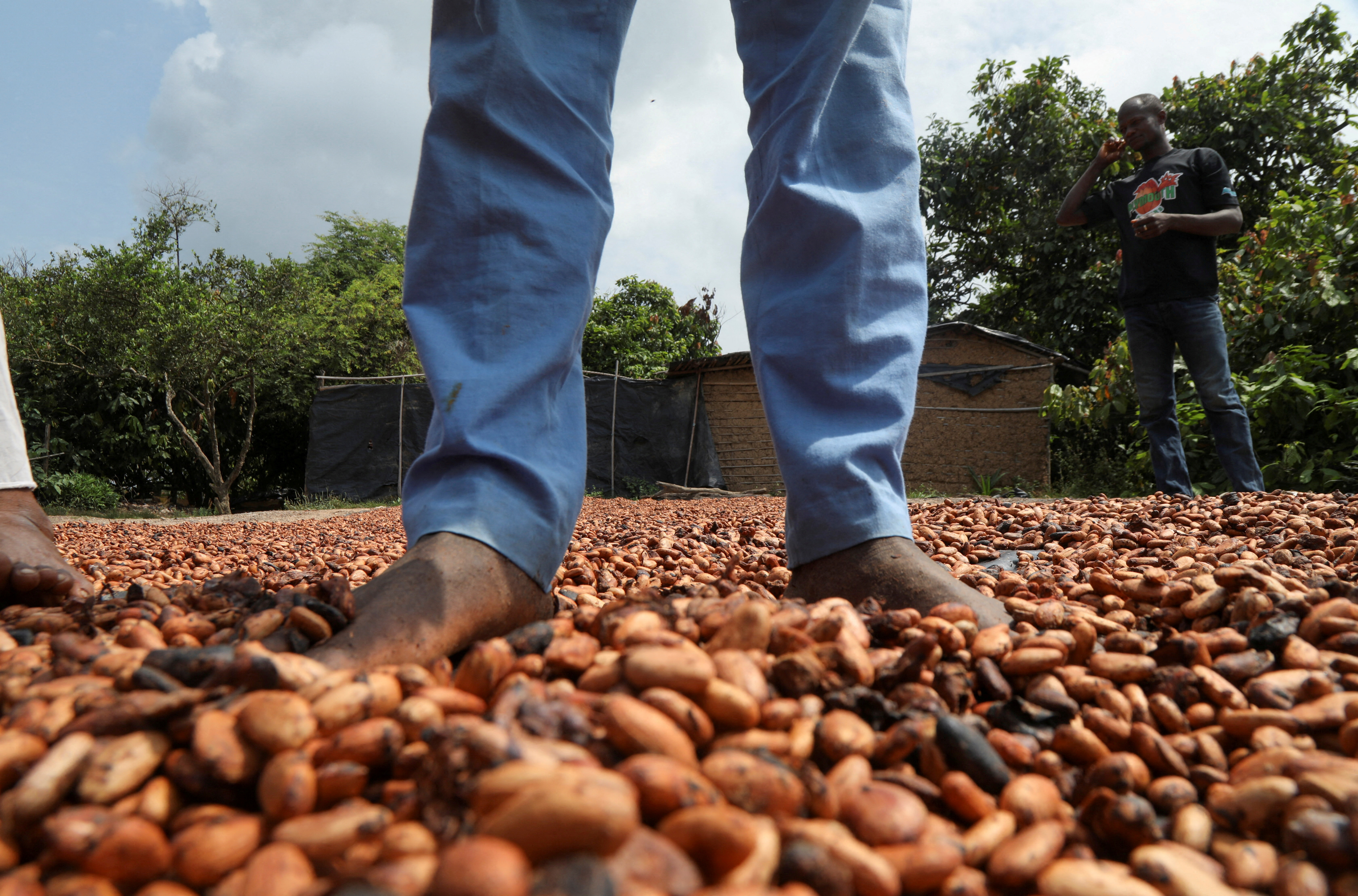 People dry cocoa beans in the Ivorian cocoa farming village of Djigbadji