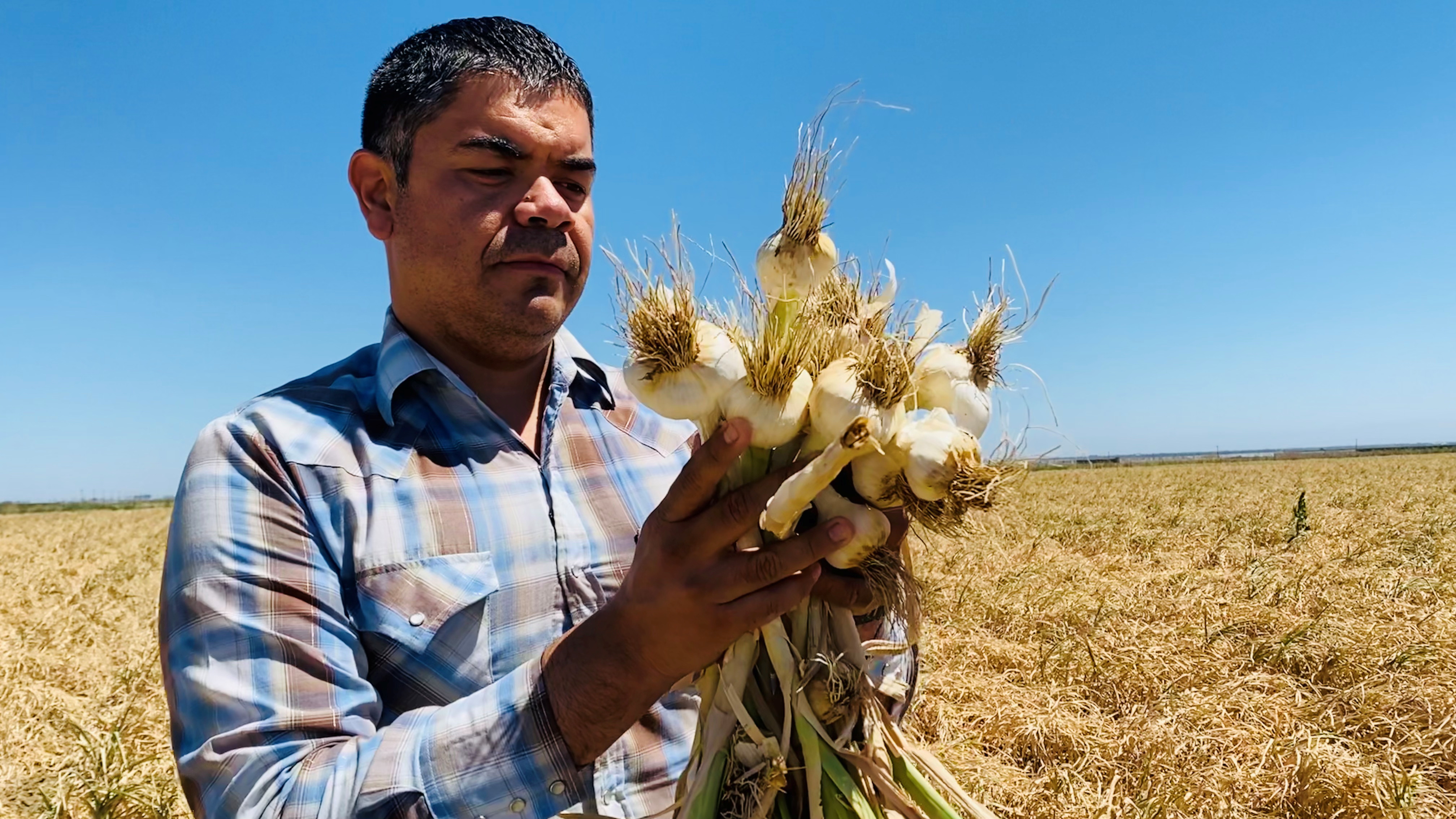 Salvador Parra, manager at Burford Ranch, is seen with a garlic crop he is preparing to harvest and sell