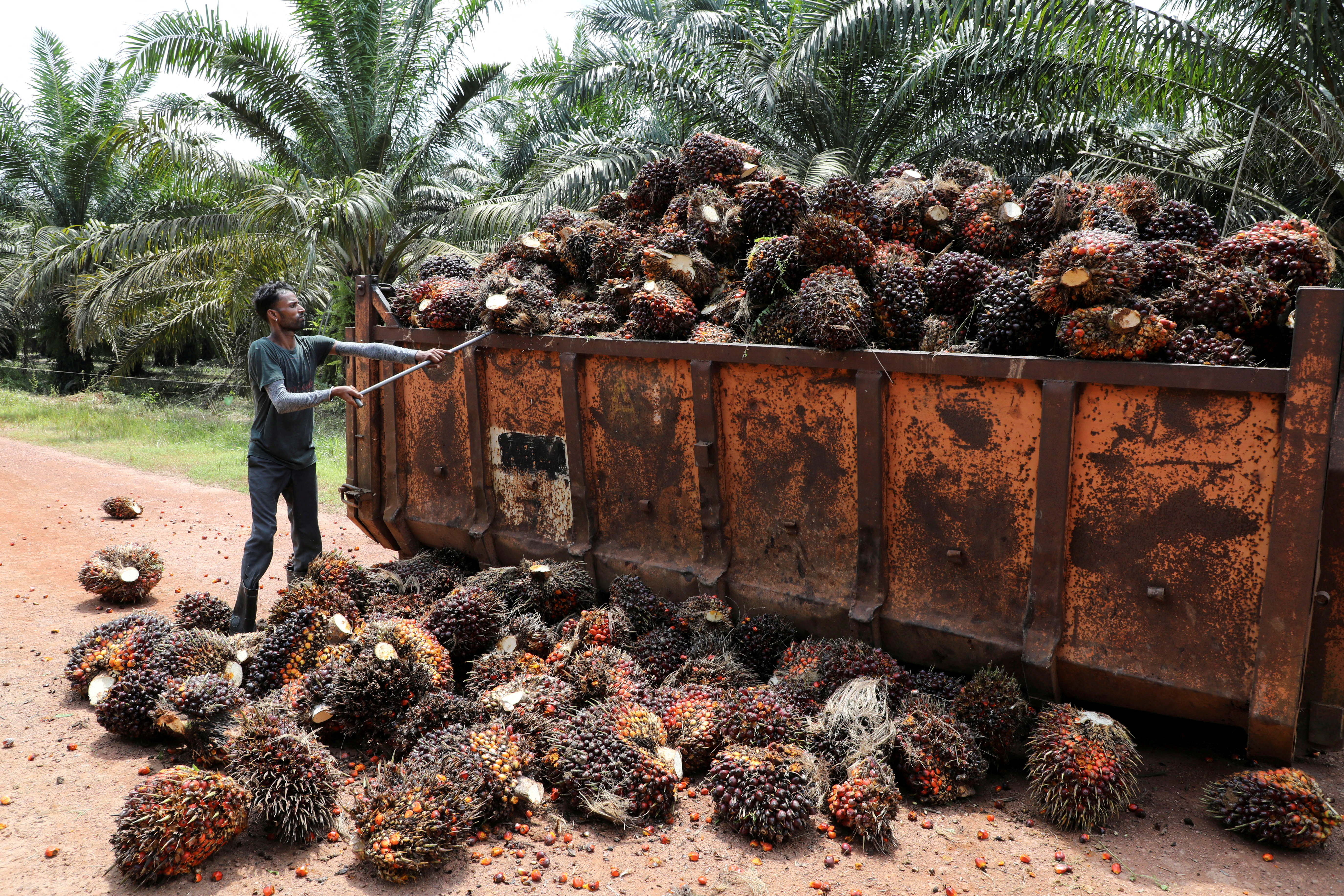 Worker loads palm oil fruit bunches at a plantation in Slim River
