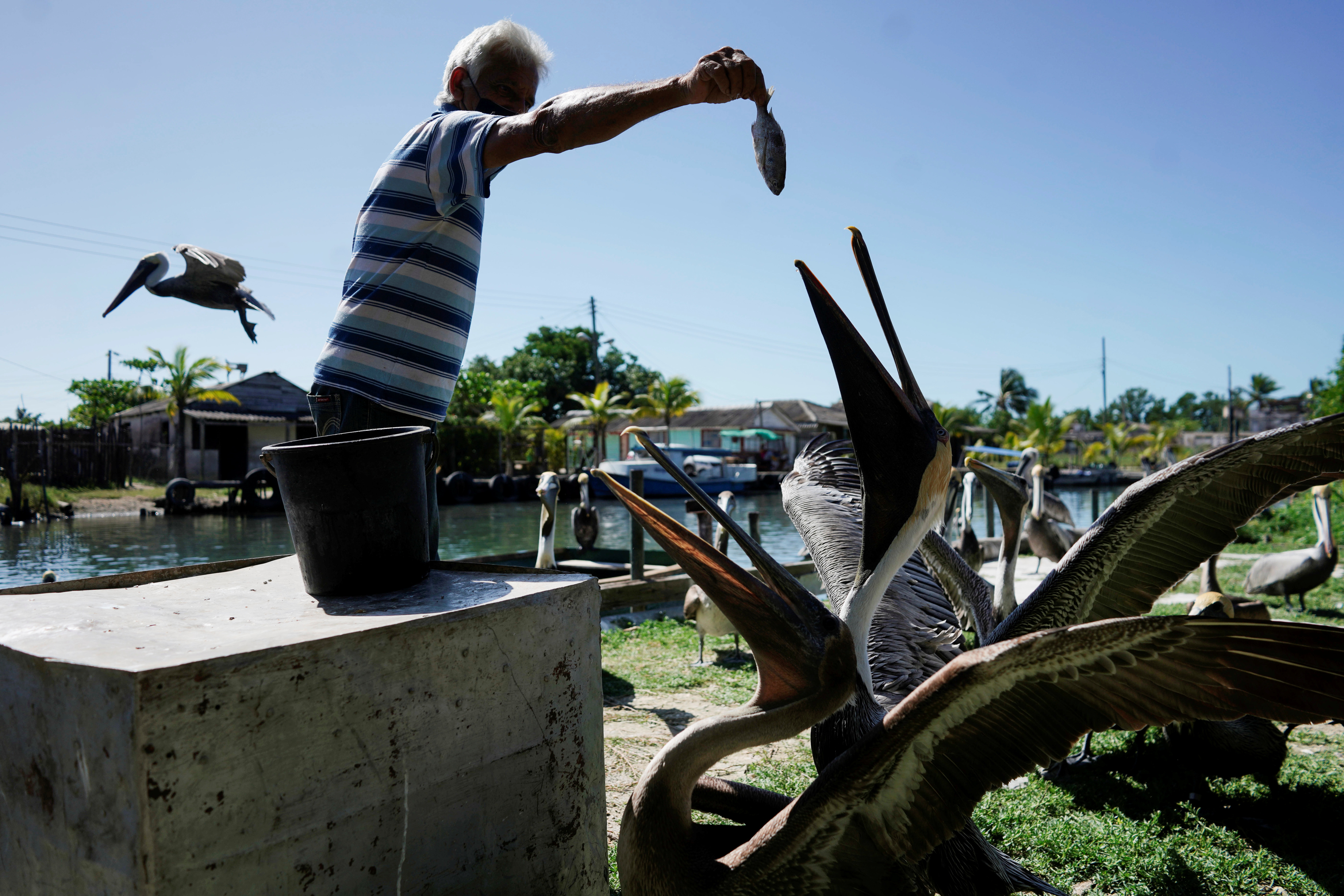 Leonardo Carrillo feeds pelicans in his garden in Guanimar, Cuba