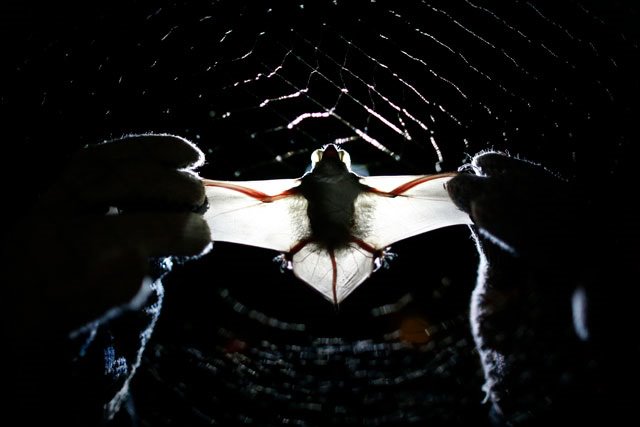 Bats special report