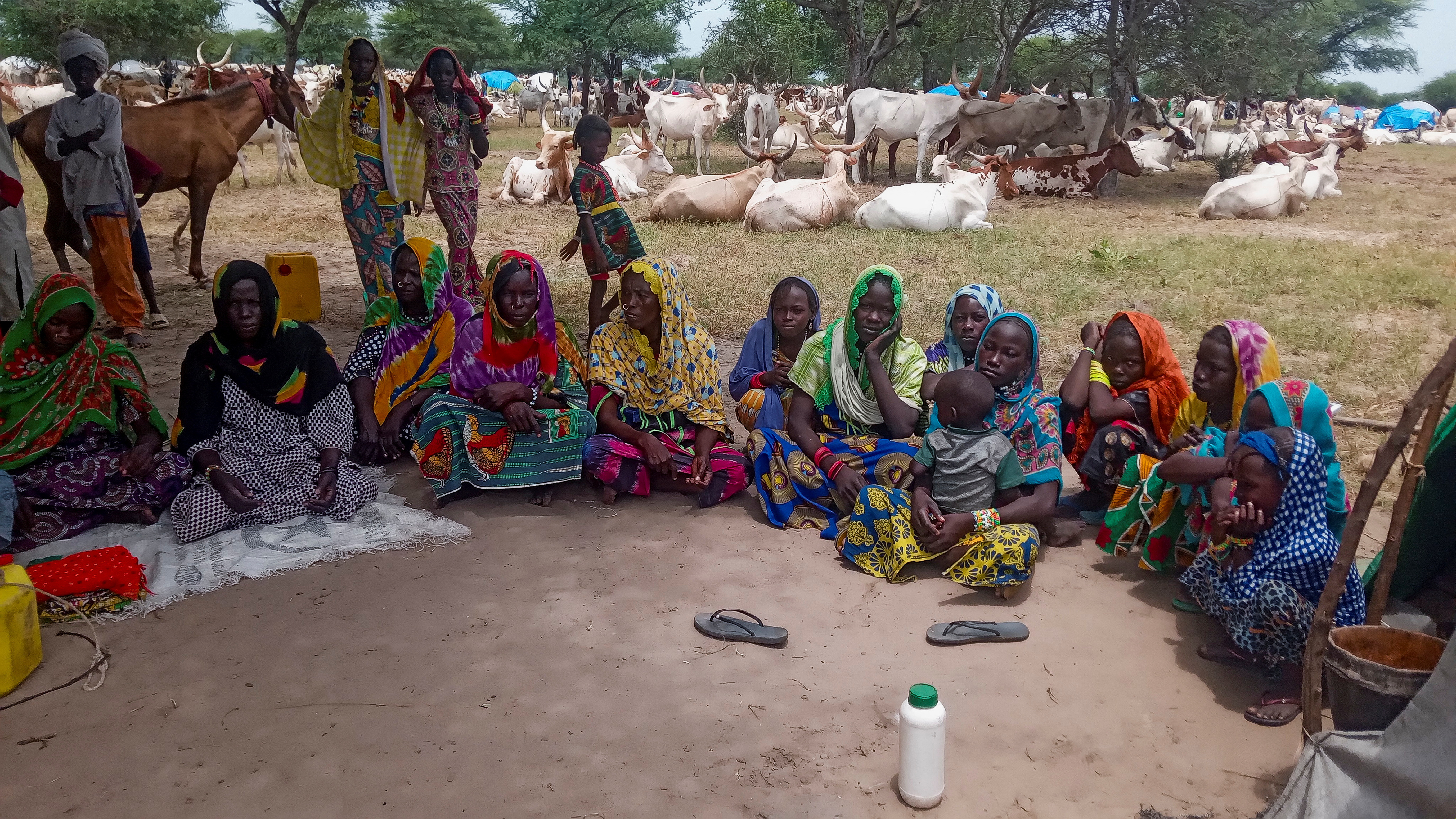 Nomadic cattle herders seek new pastures in Lake Chad province