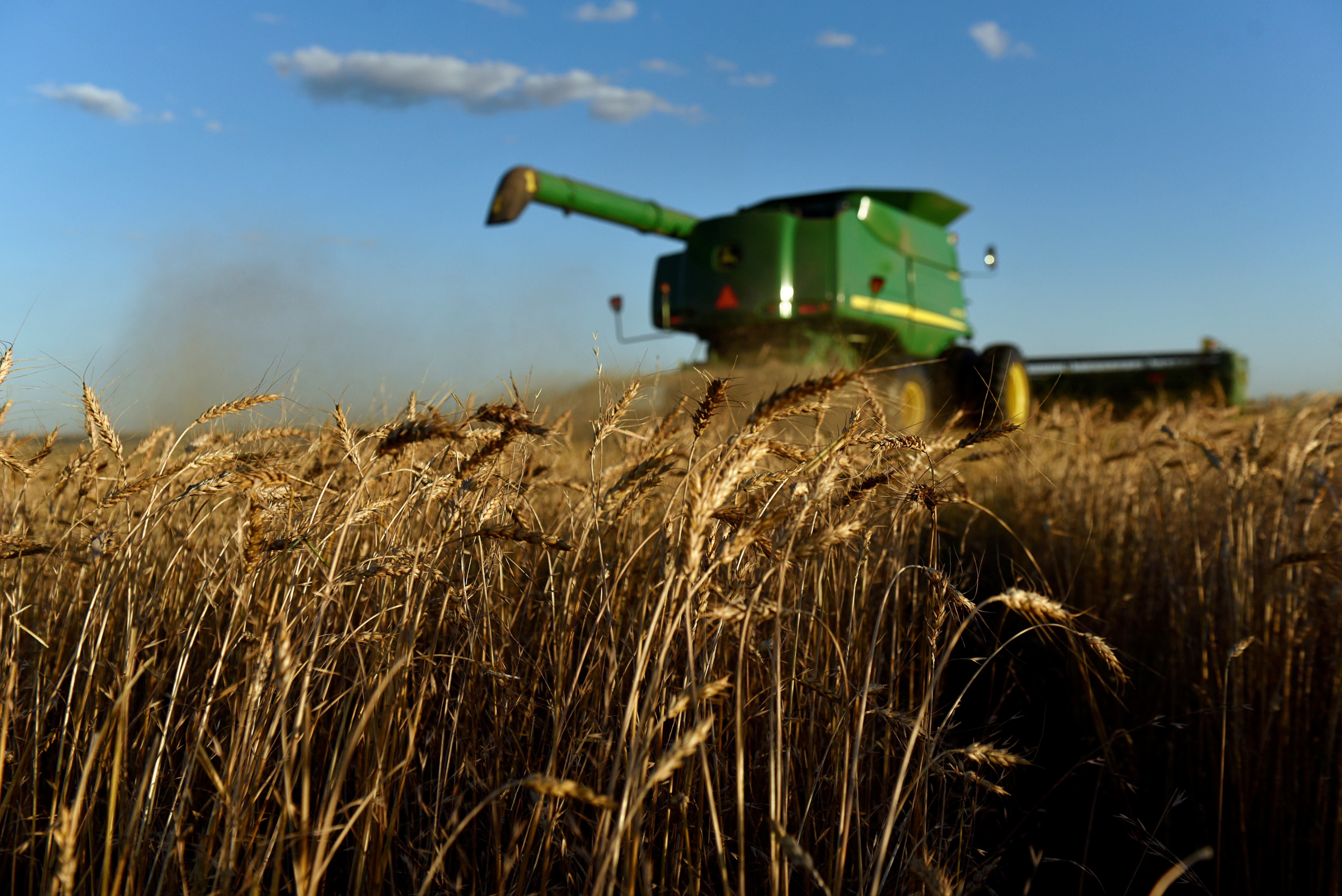 A combine harvests wheat in Corn