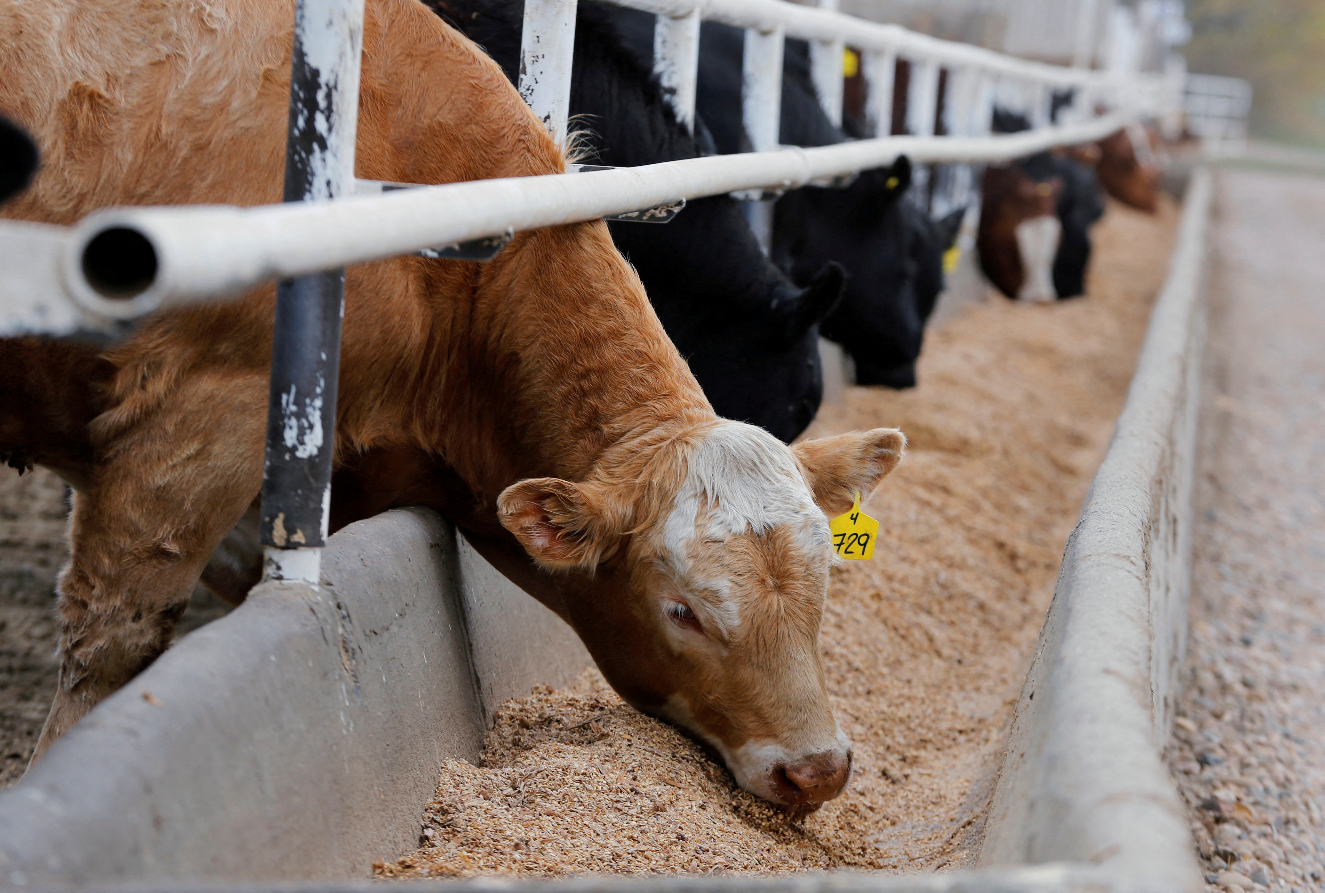 Beef cattle are pictured at an Alberta feedlot near Coaldale