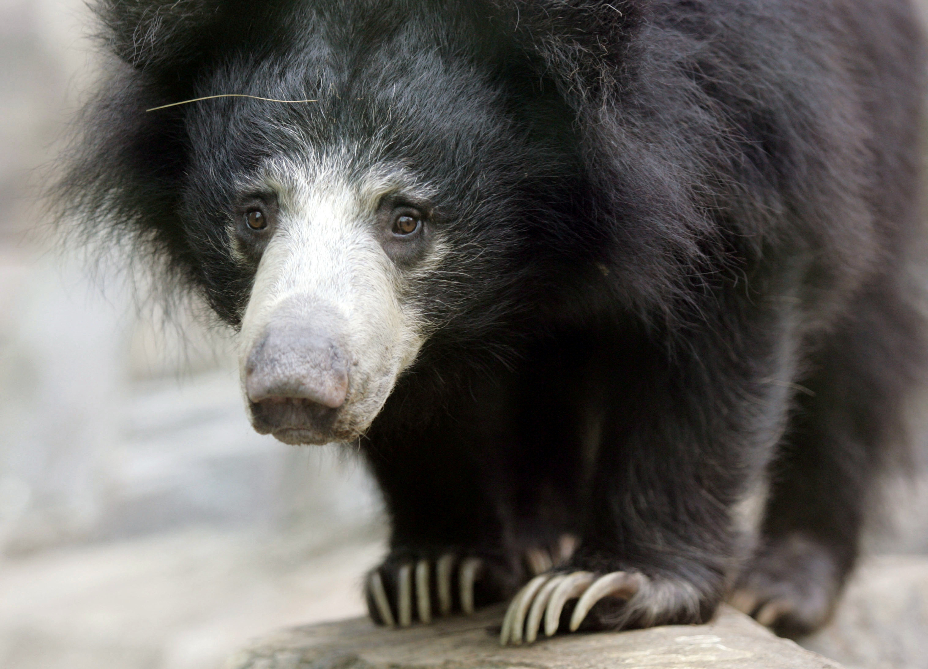 Hana, a female sloth bear, inspects her new home at the Asia Trail area of the National Zoo in Washington