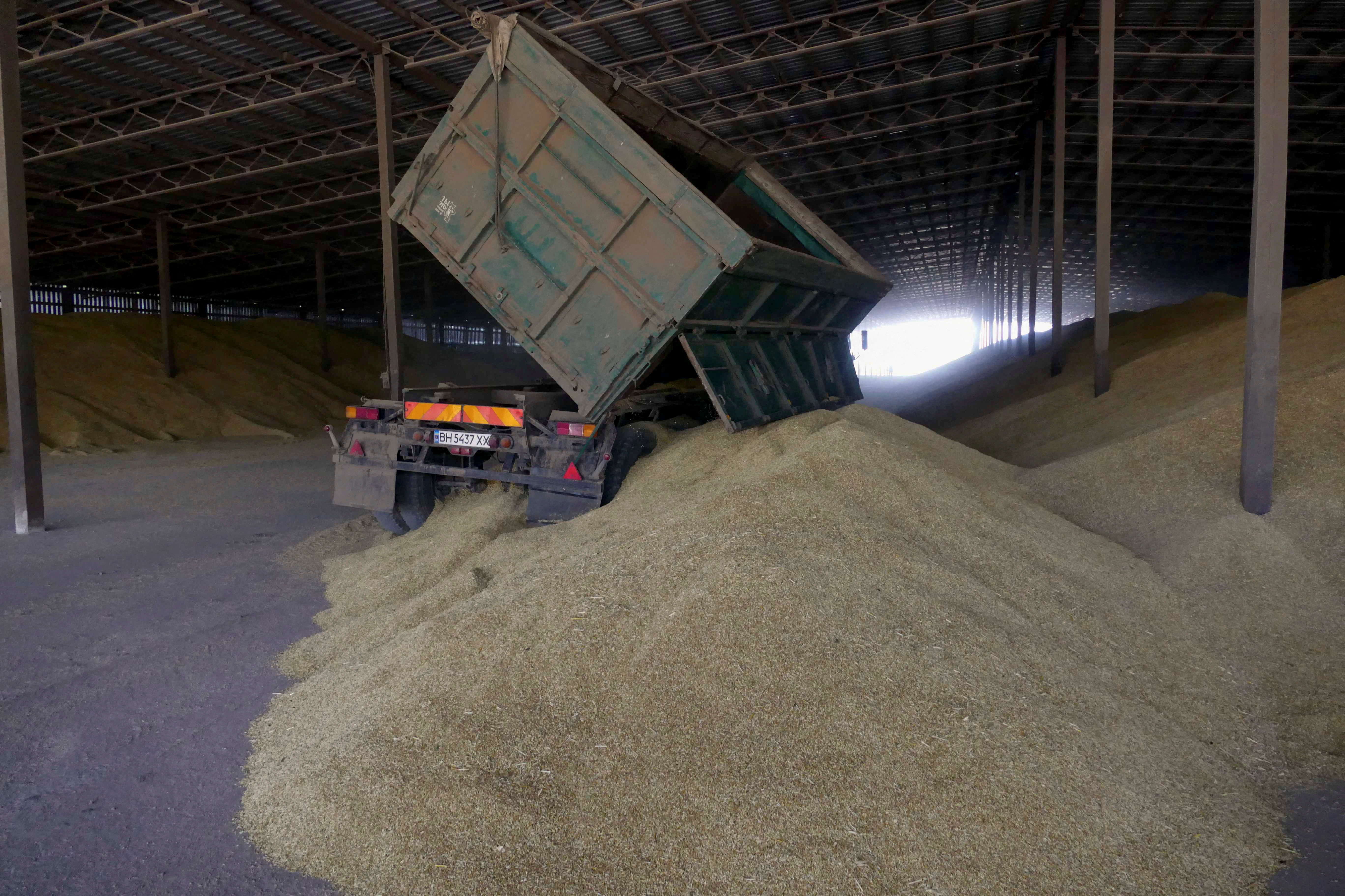 A truck driver unloads barley grain to a storage in Odesa Region