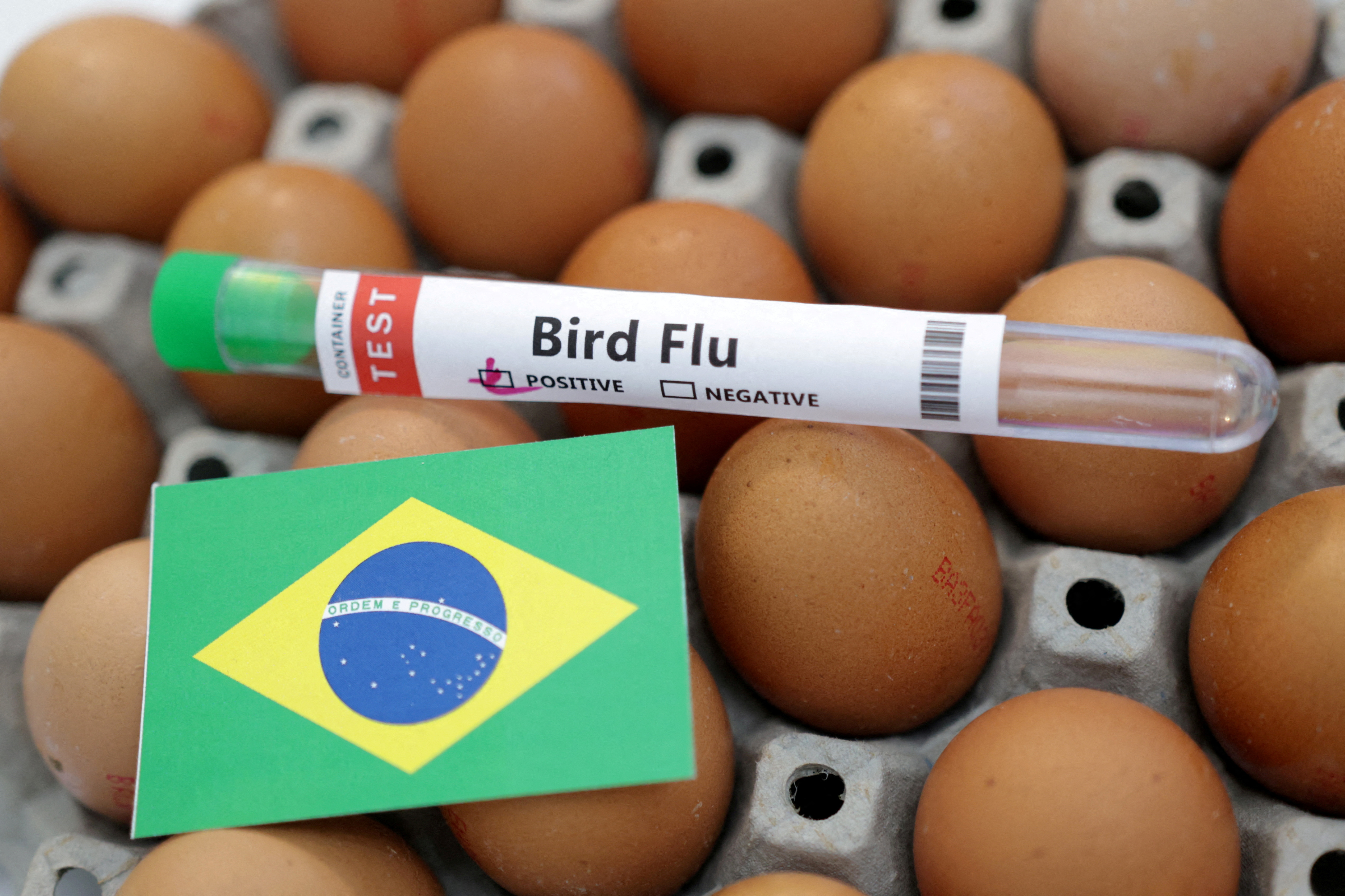 A ilustração mostra o tubo de ensaio rotulado "gripe aviária"E ovos e a bandeira do Brasil
