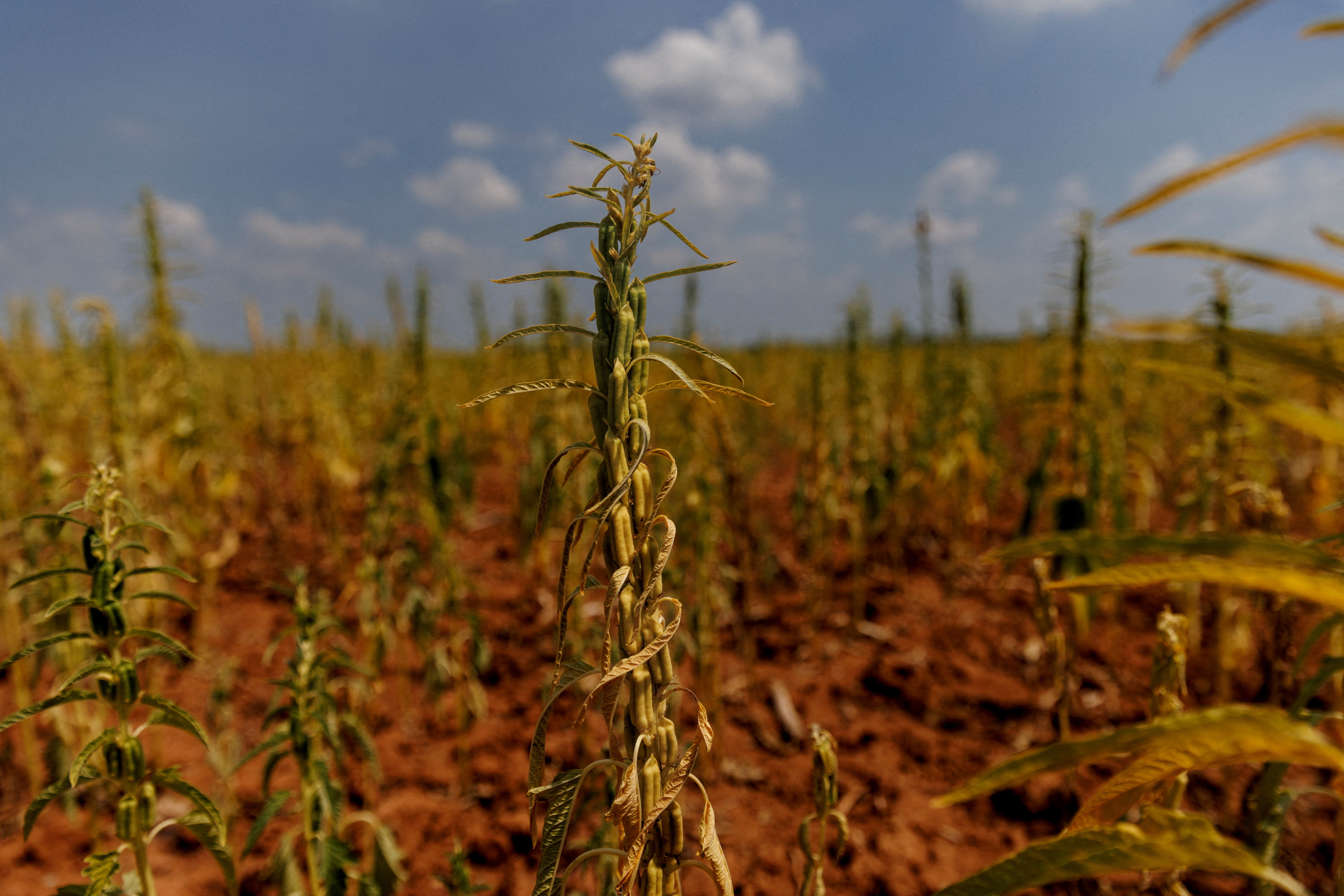 Drought-stricken sesame crops stand in a field in Xinyao village