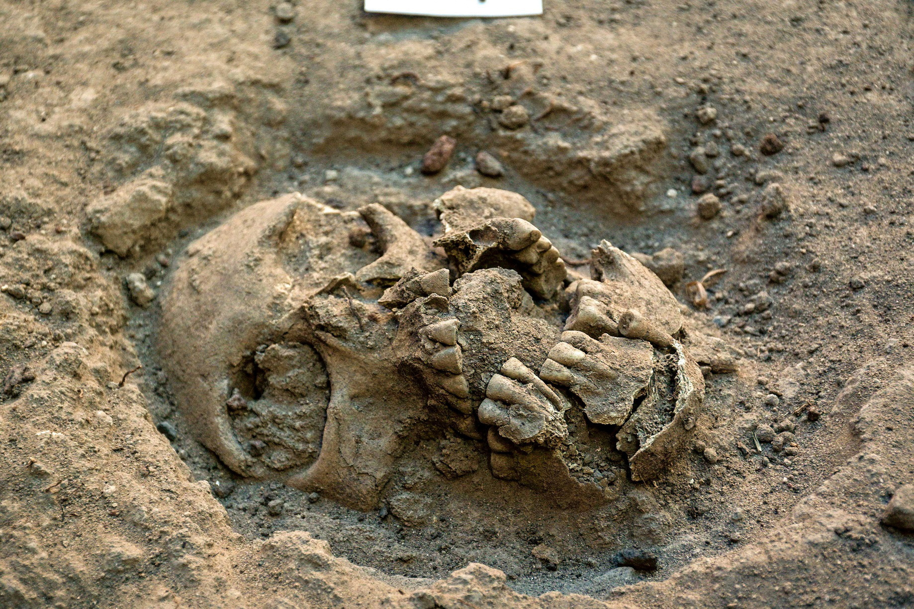 A view shows human remains discovered by archaeologists from INAH in Chapultepec park