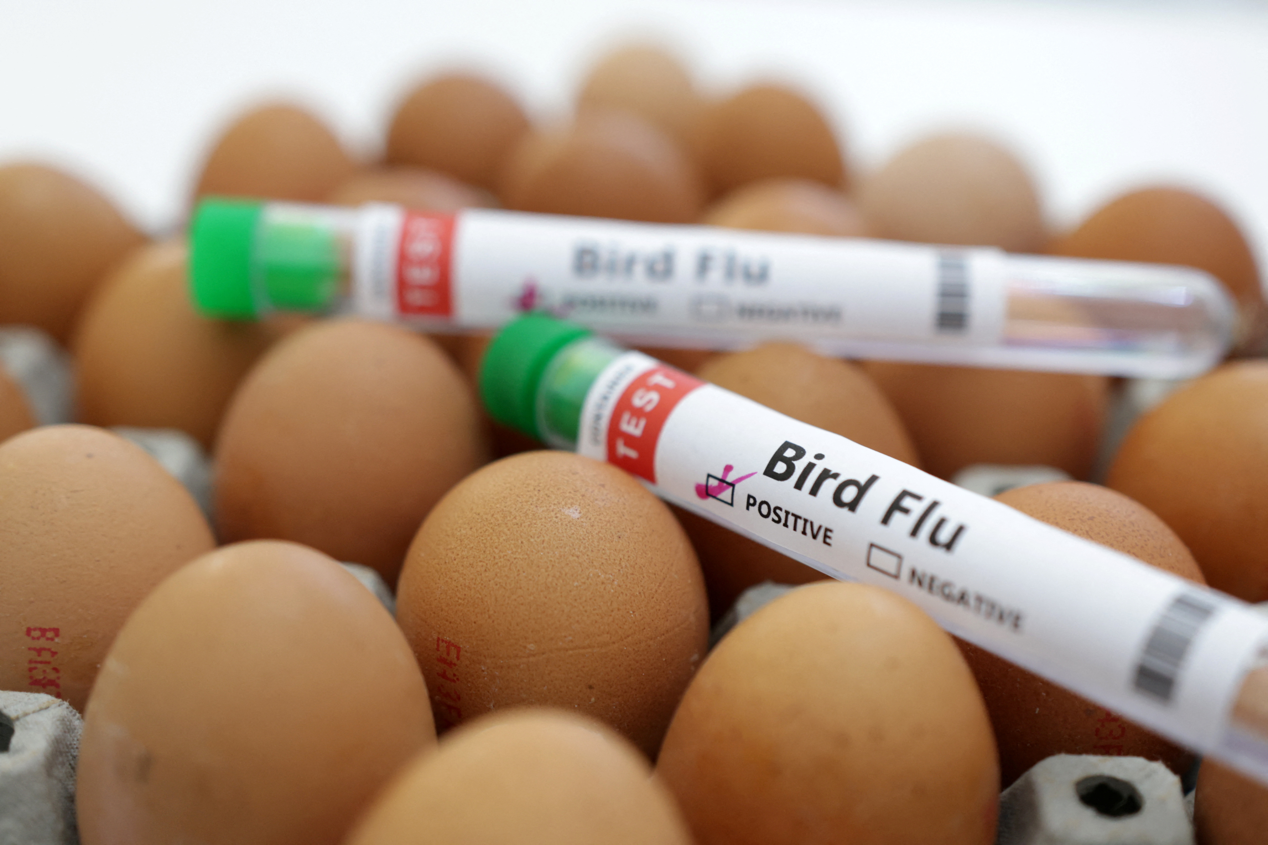 RCL Foods de Sudáfrica sacrifica 410.000 pollos en medio del brote de gripe aviar