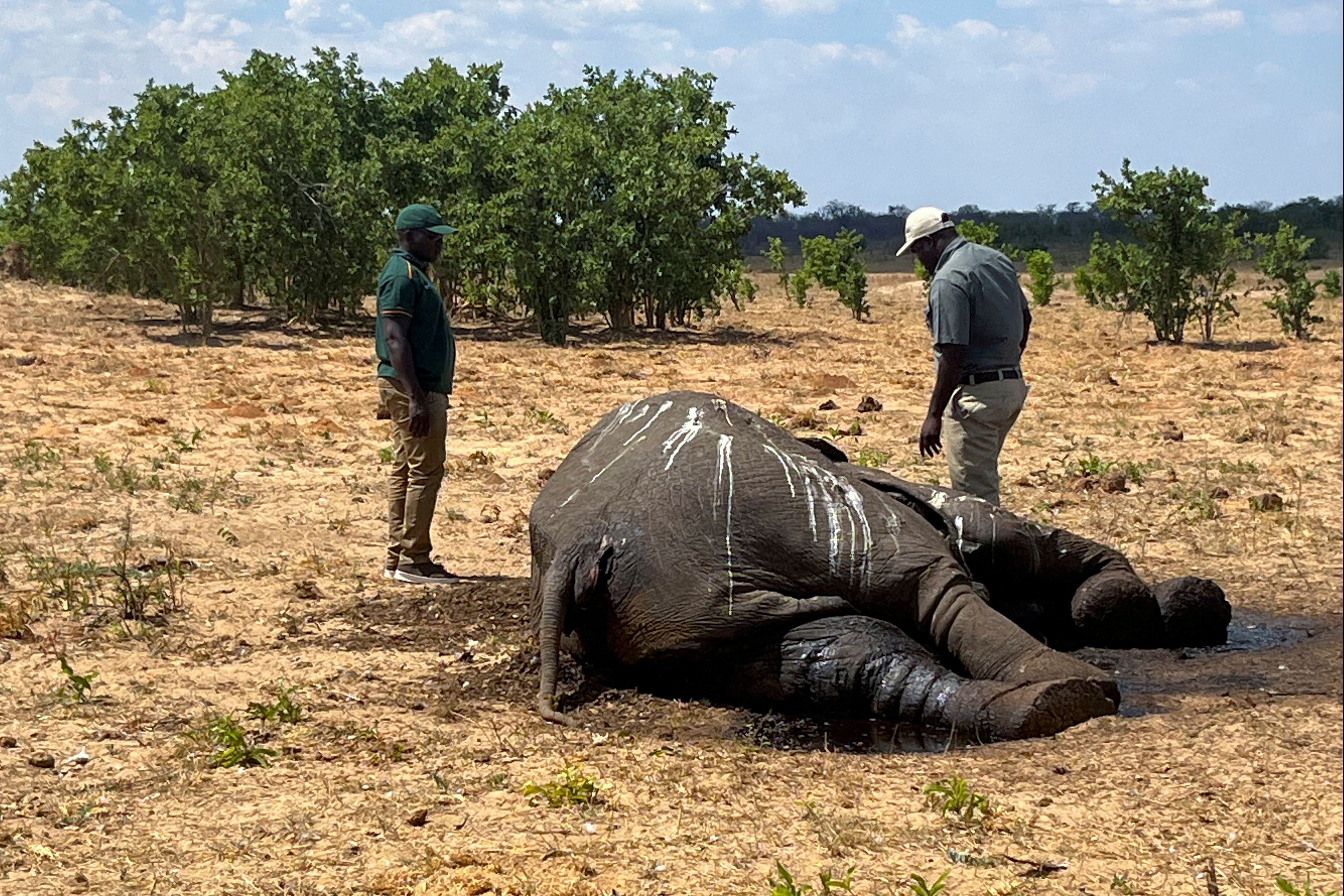 Dozens of elephants die in Zimbabwe