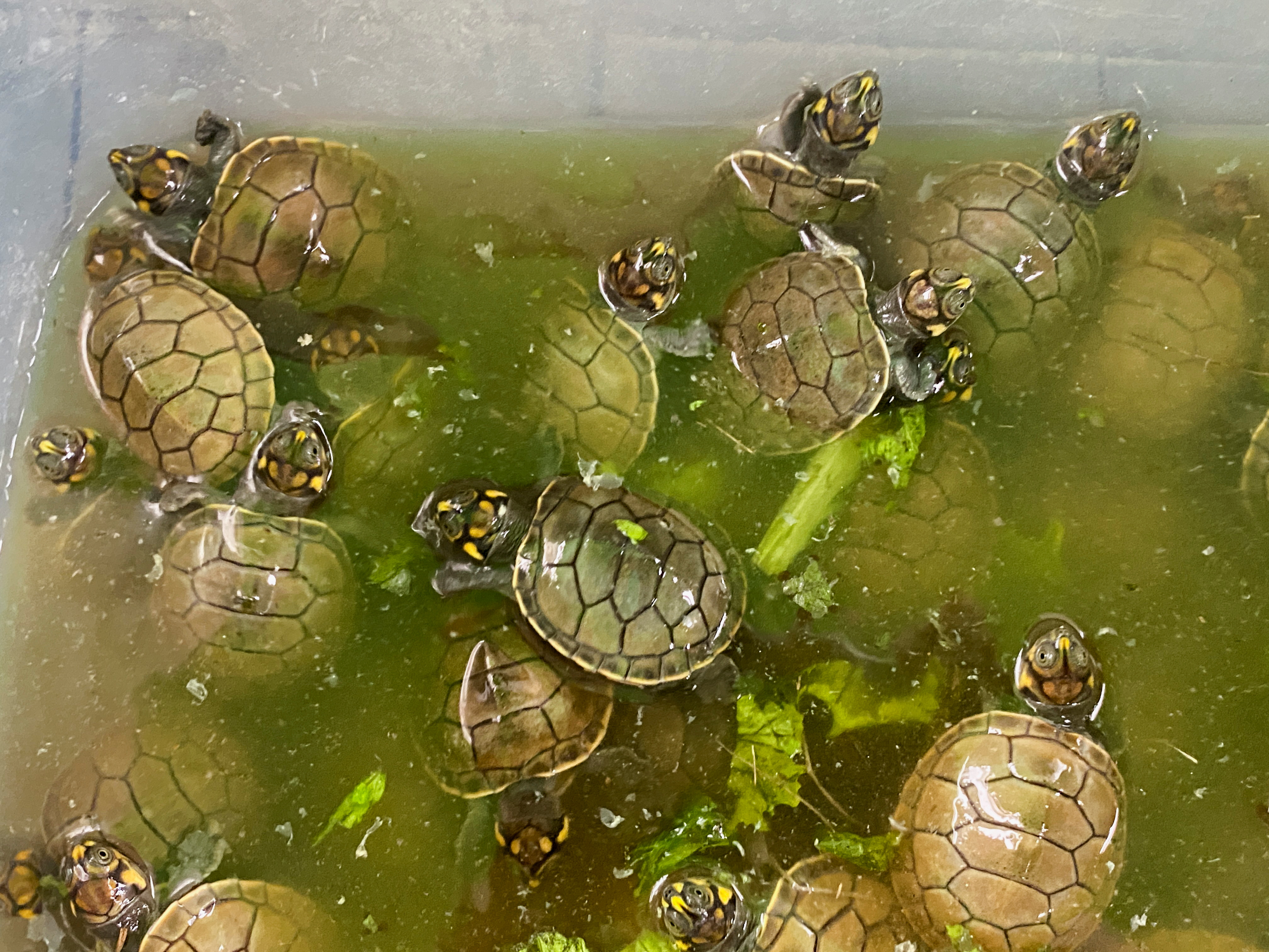 Baby river turtles native to the Amazon rainforest are seen before being freed, in Iquitos