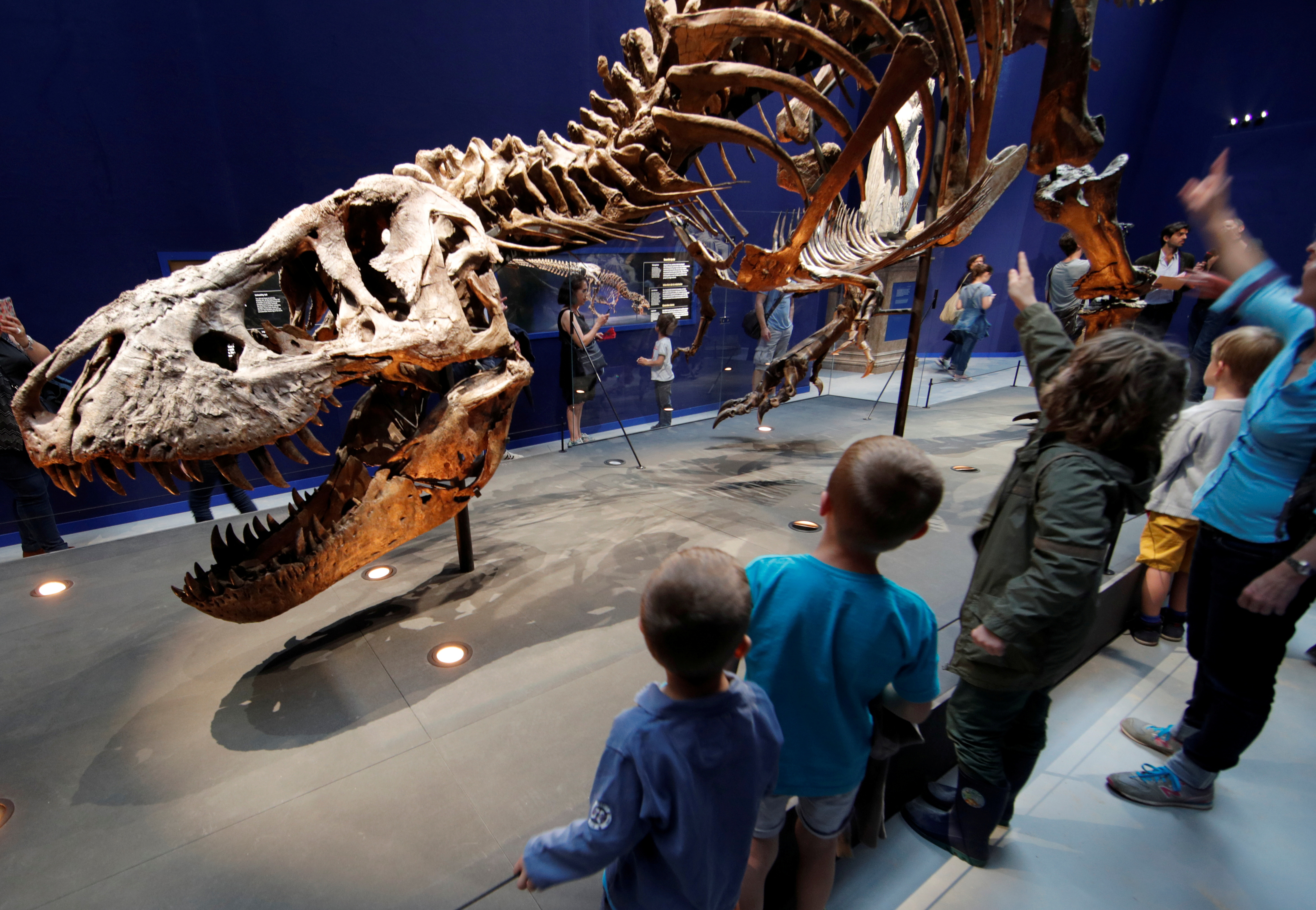 Visitors look at a 67 million year-old skeleton of a Tyrannosaurus Rex dinosaur, named Trix, during the first day of the exhibition 