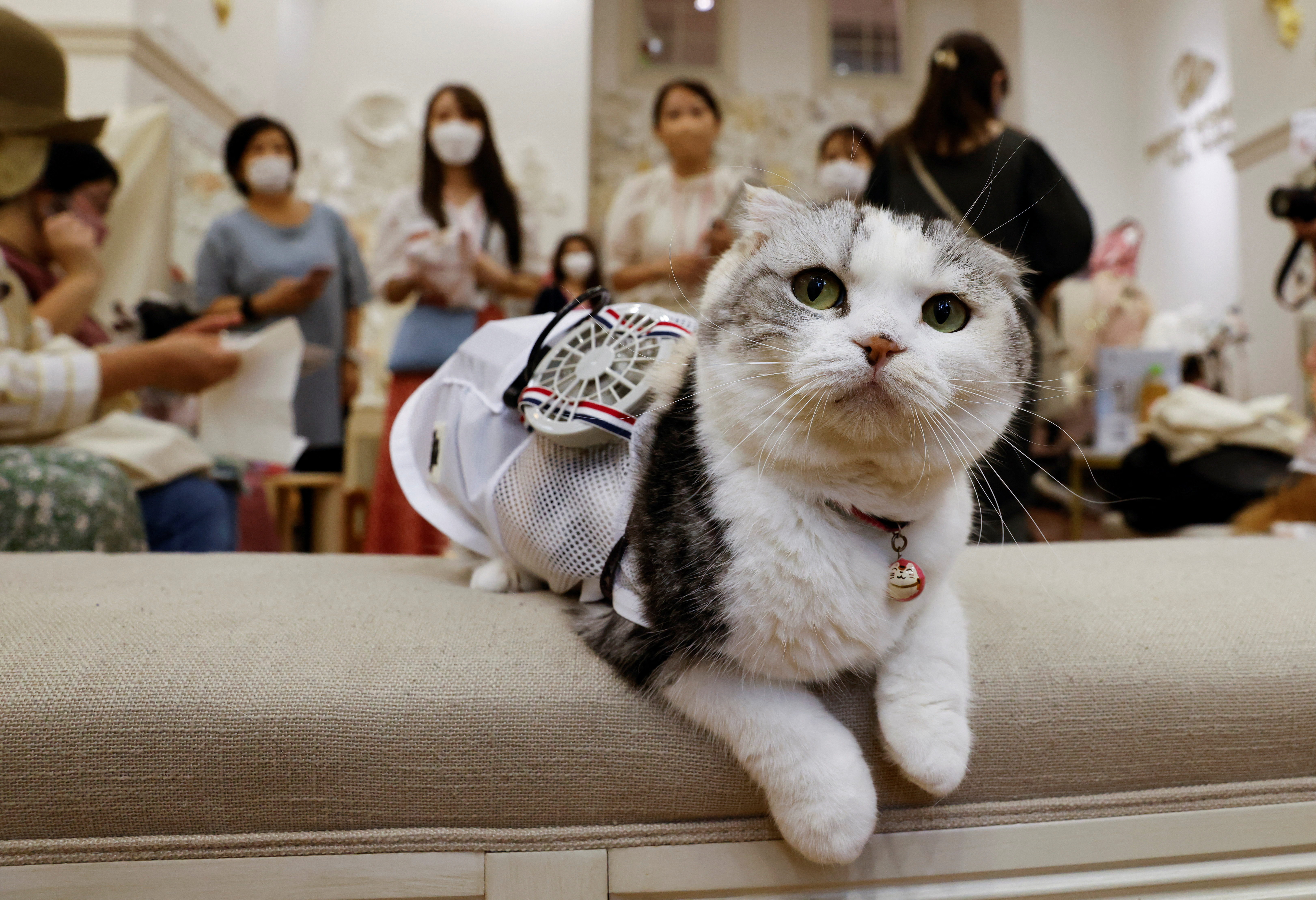 A pet cat Sun is seen with wearable battery-powered 'air conditioner' for pets in Tokyo, Japan