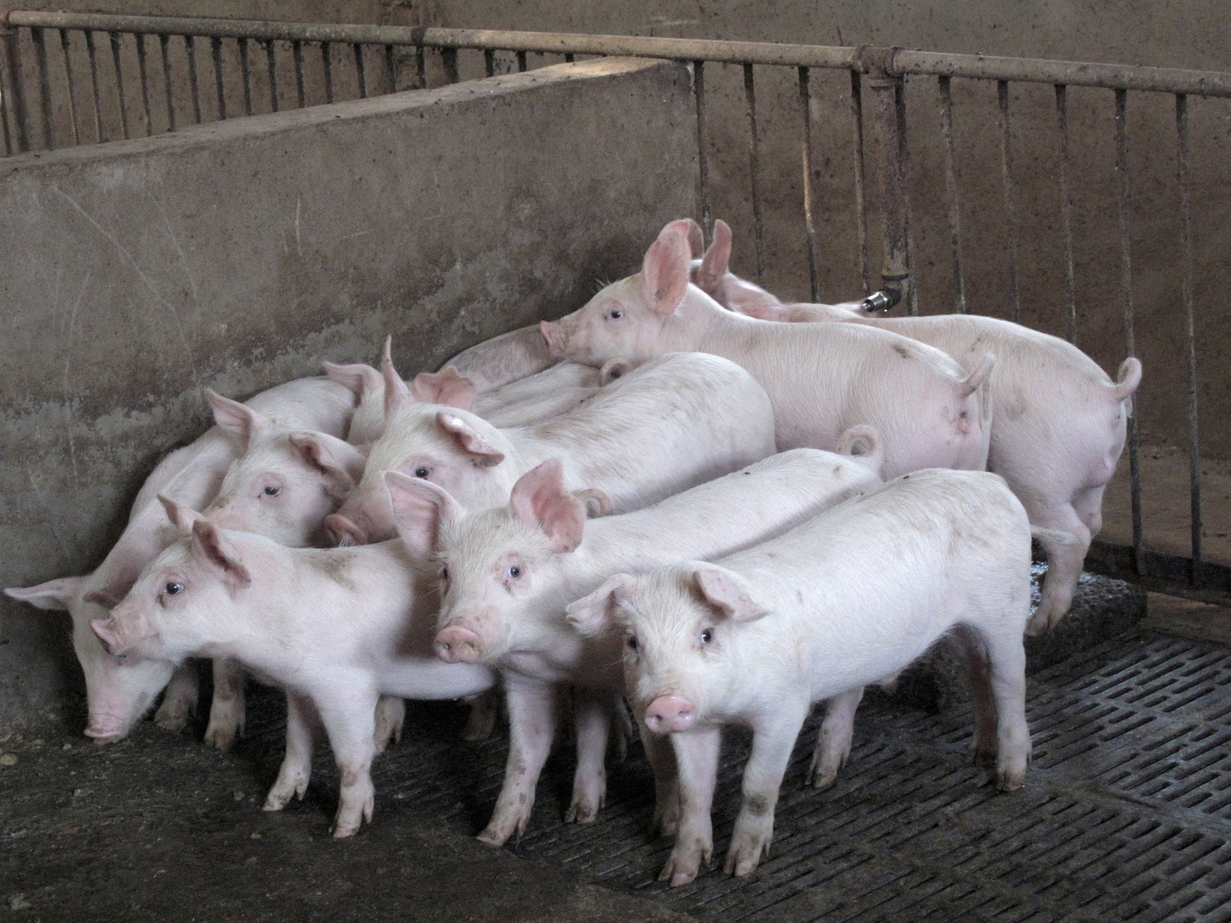 Pigs are seen at a farm in Neihuang county