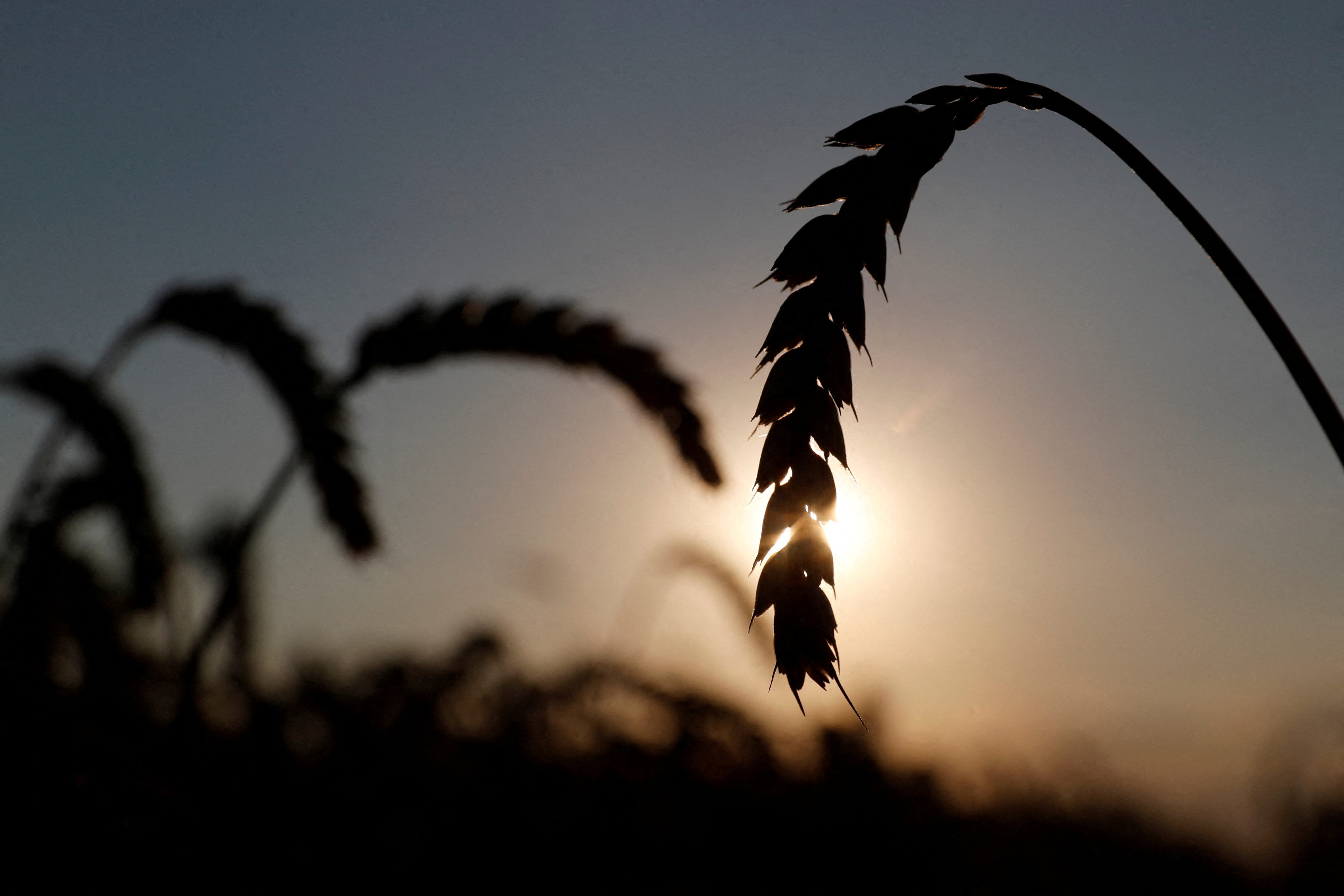 Kiev bölgesinde bir tarlada buğday başakları görüldü