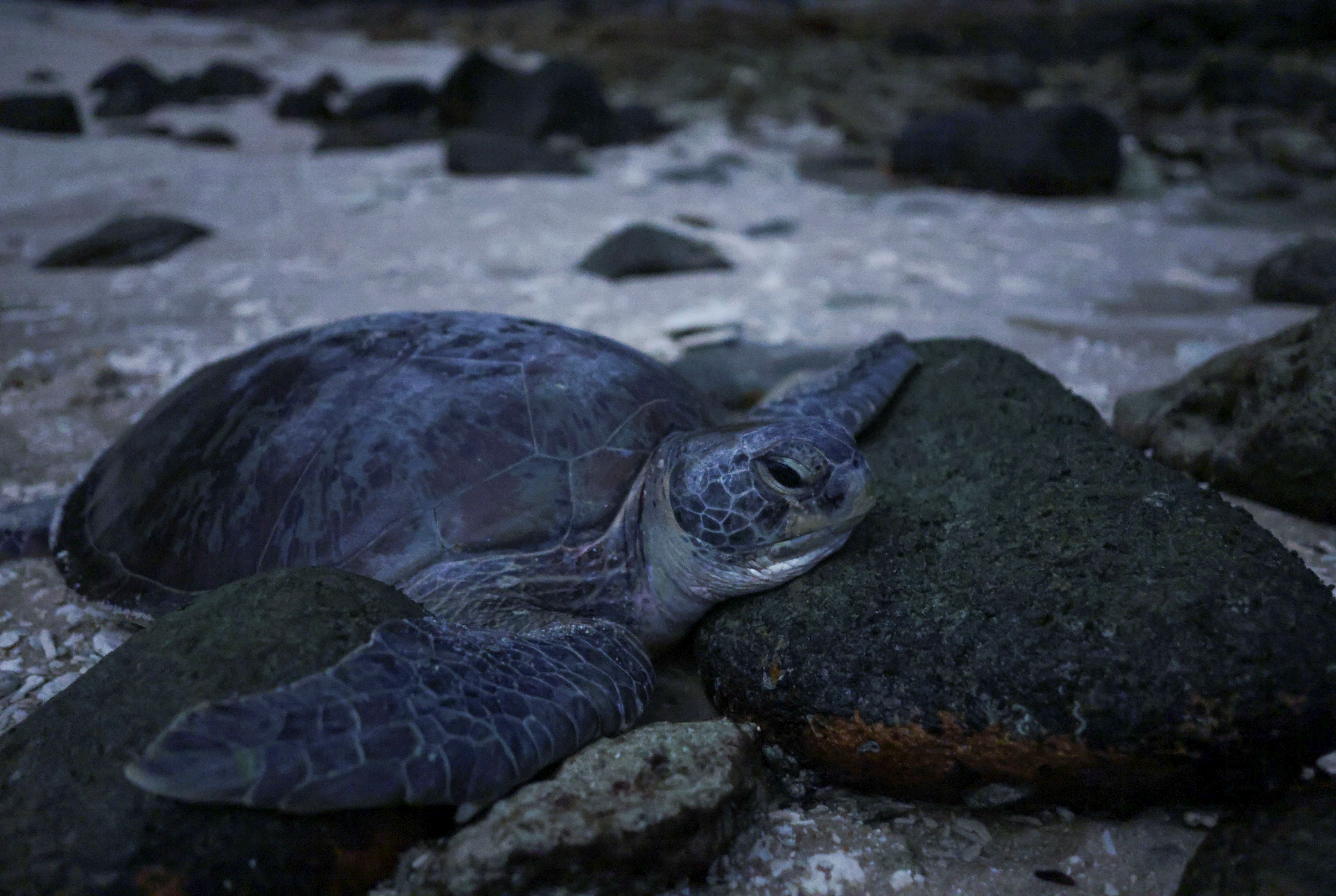 A turtle crawls along the rocky beach, heading towards the South China Sea after laying its eggs on the shore of Redang Island