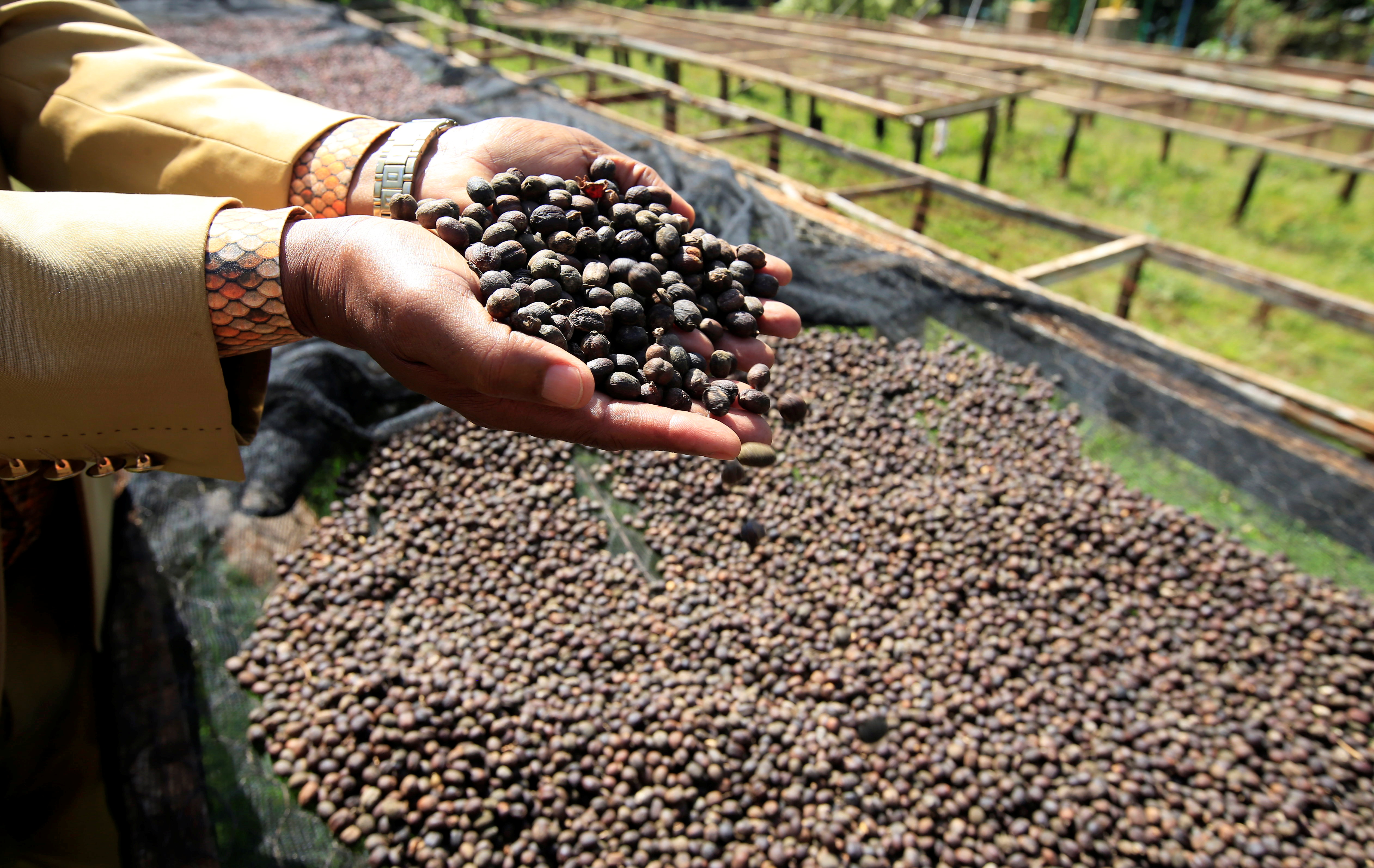 Kenya's growing taste for specialty coffee seen spurring output | Reuters