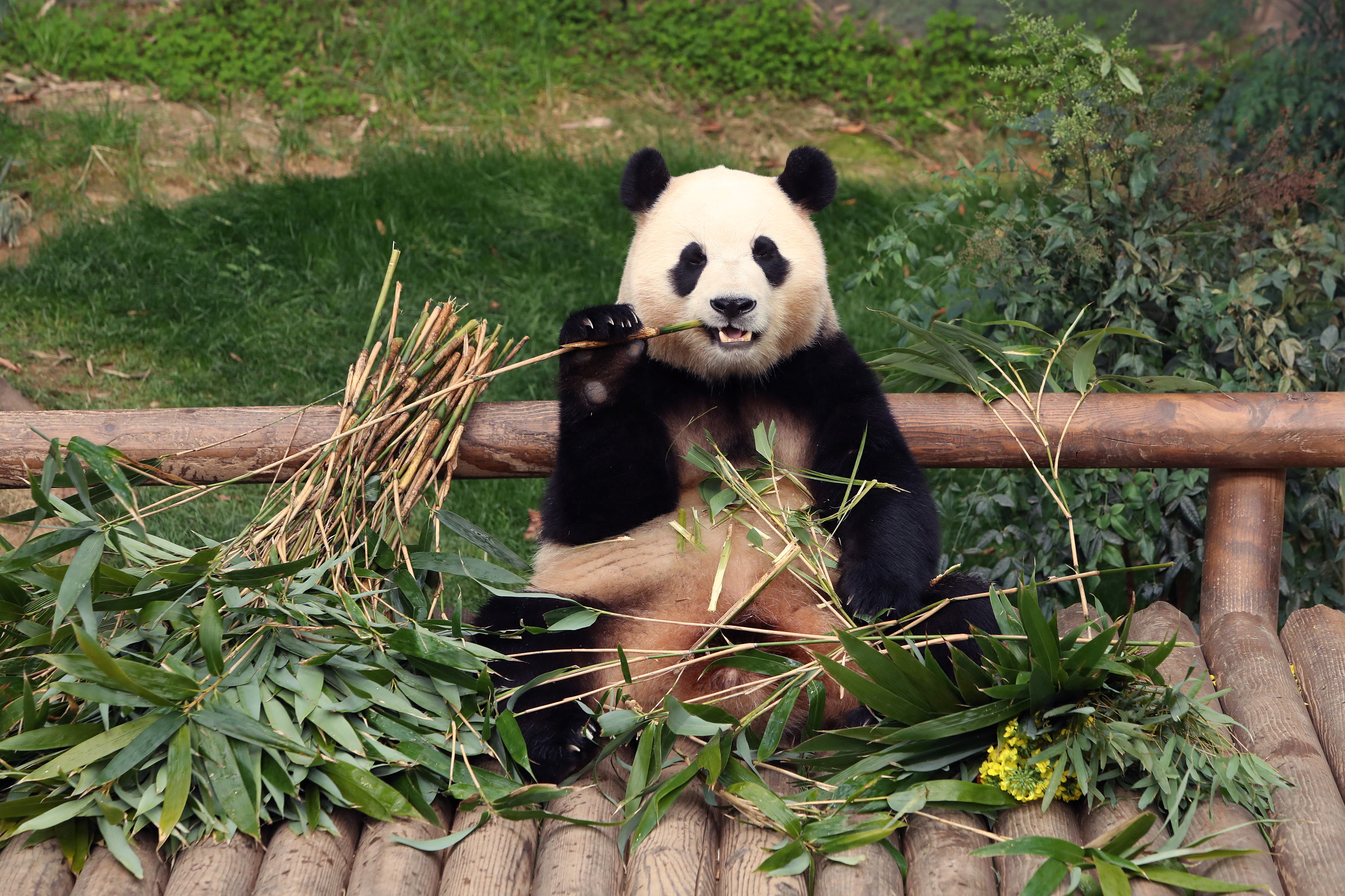 South Koreans bid farewell to beloved panda Fu Bao before her