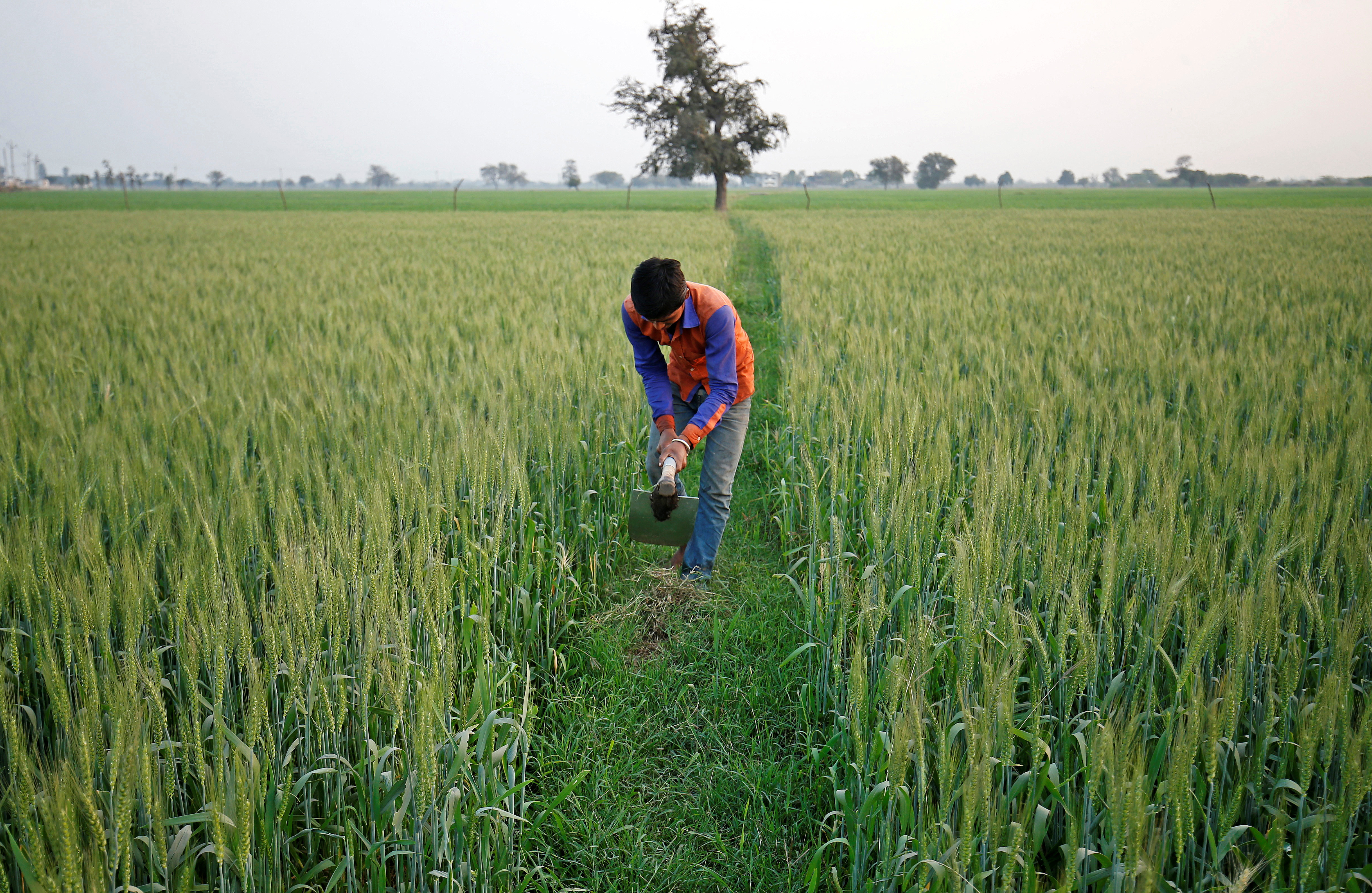 Indian Government Raises Wheat Minimum Support Price For 2027-28 Season Amid Farmer Discontent