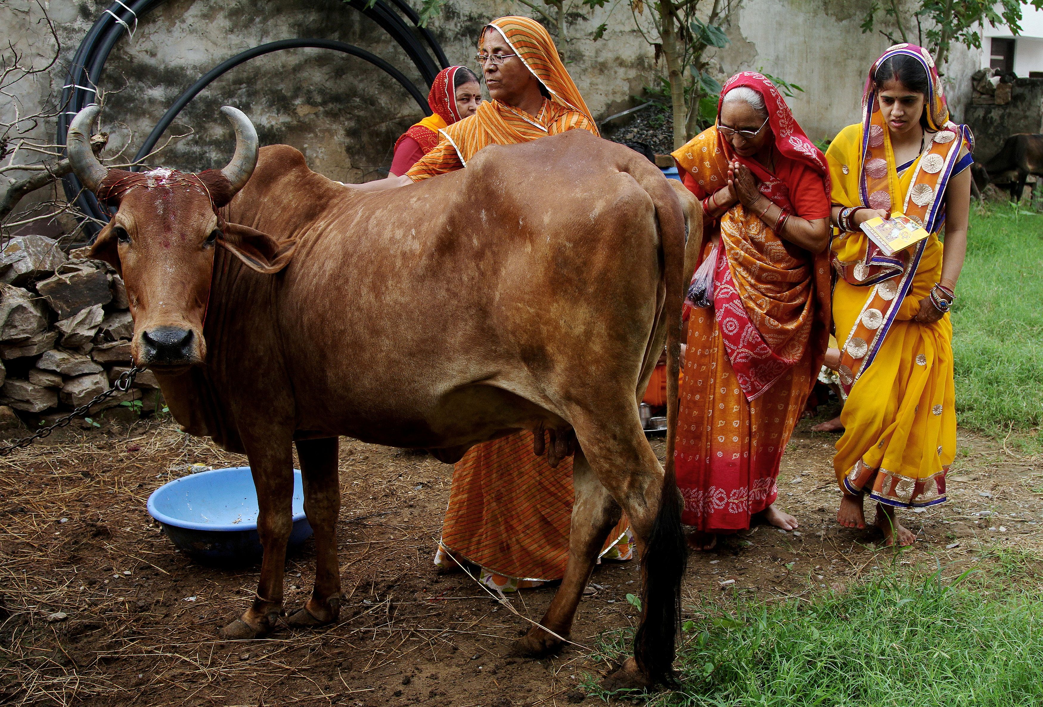 Women worship a cow to seek blessing for their male child during Bach Baras festival in Ajmer