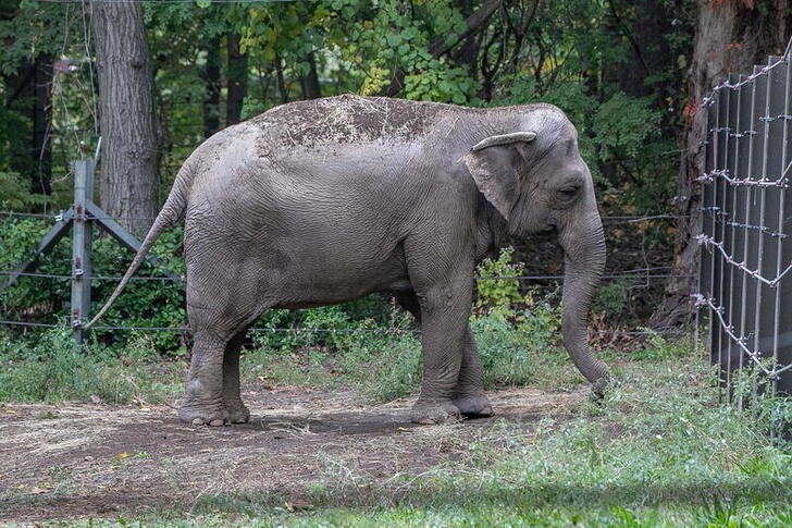 An elephant named Happy is pictured in the Bronx Zoo, in New York City