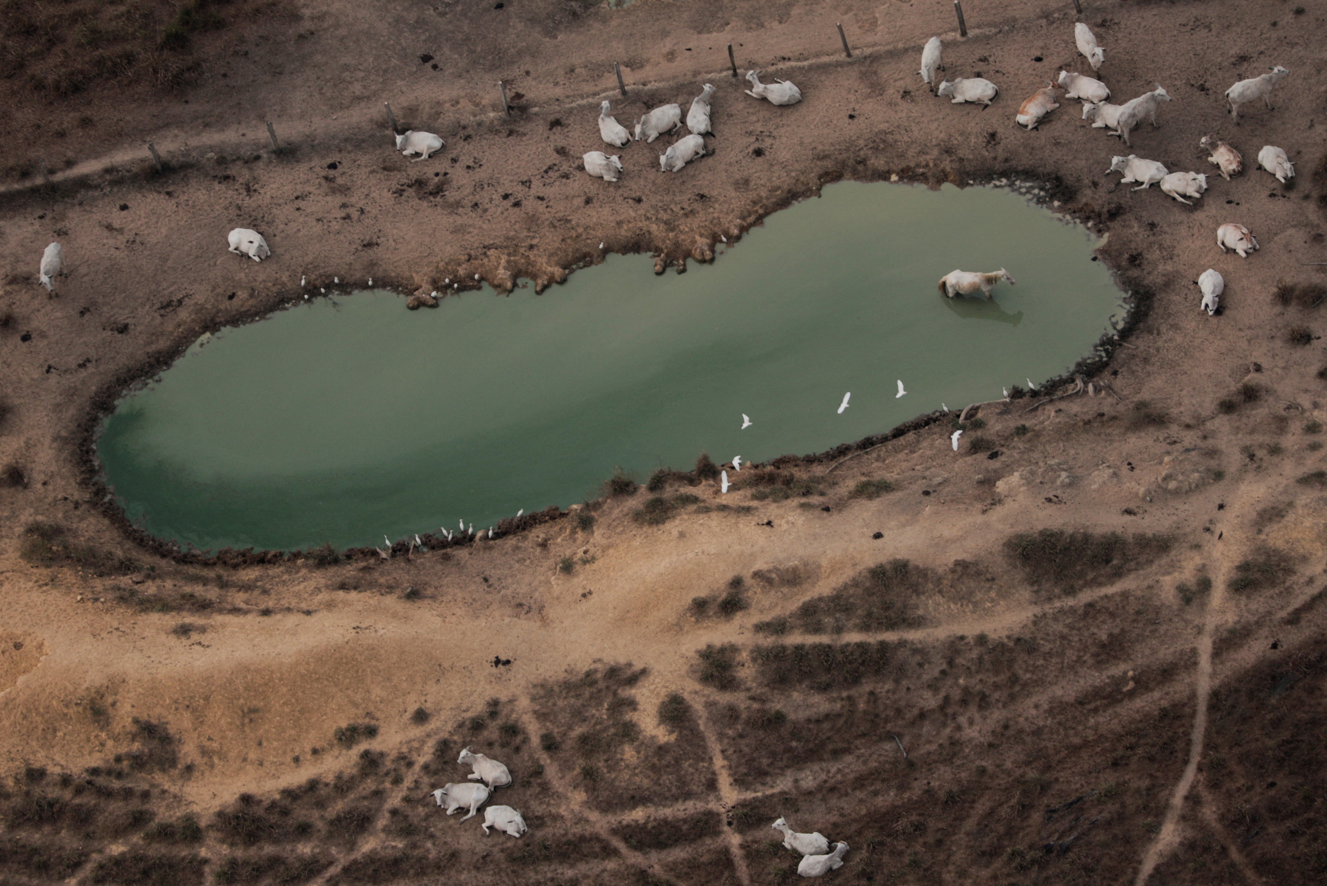 An aerial view shows cattle on a deforested plot of the Amazon near Porto Velho, Rondonia State