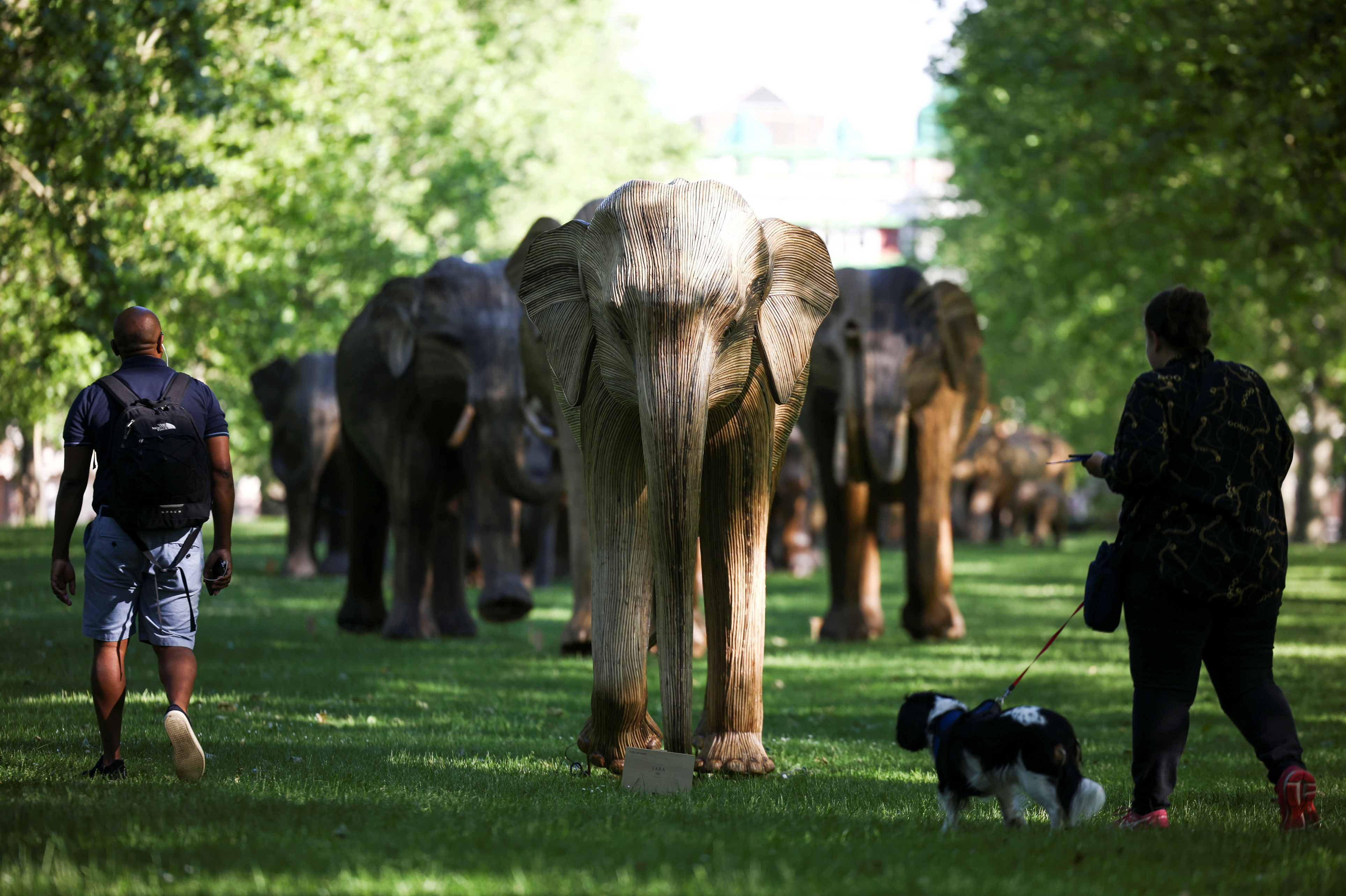 Life-size elephant sculpture exhibition in Green Park, in London