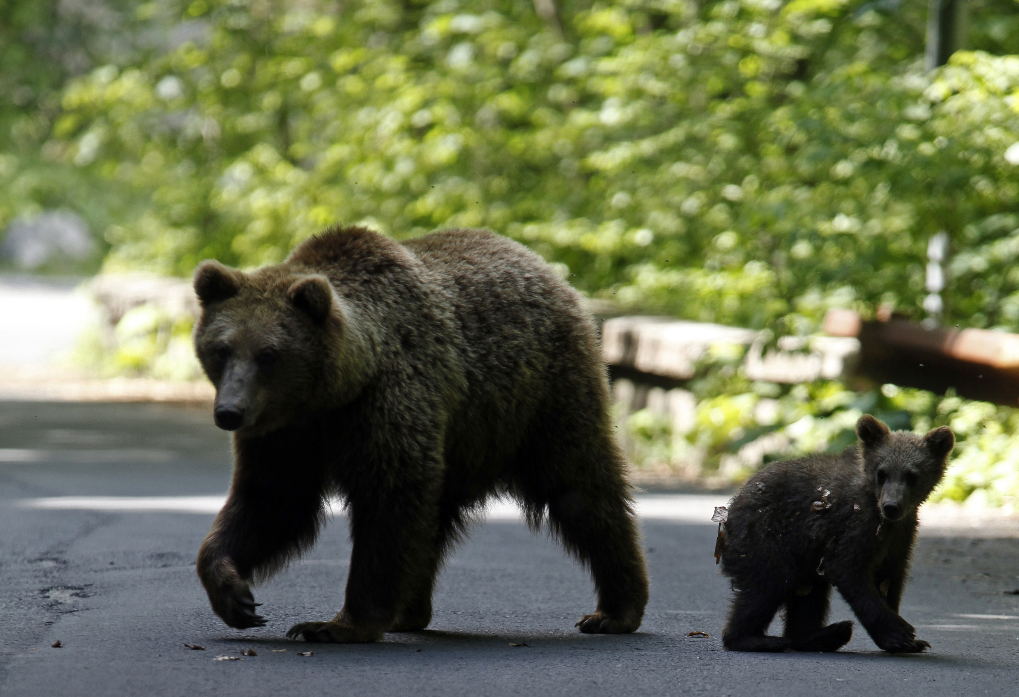 A brown bear and her cub play on the road in the outskirts of Sinaia