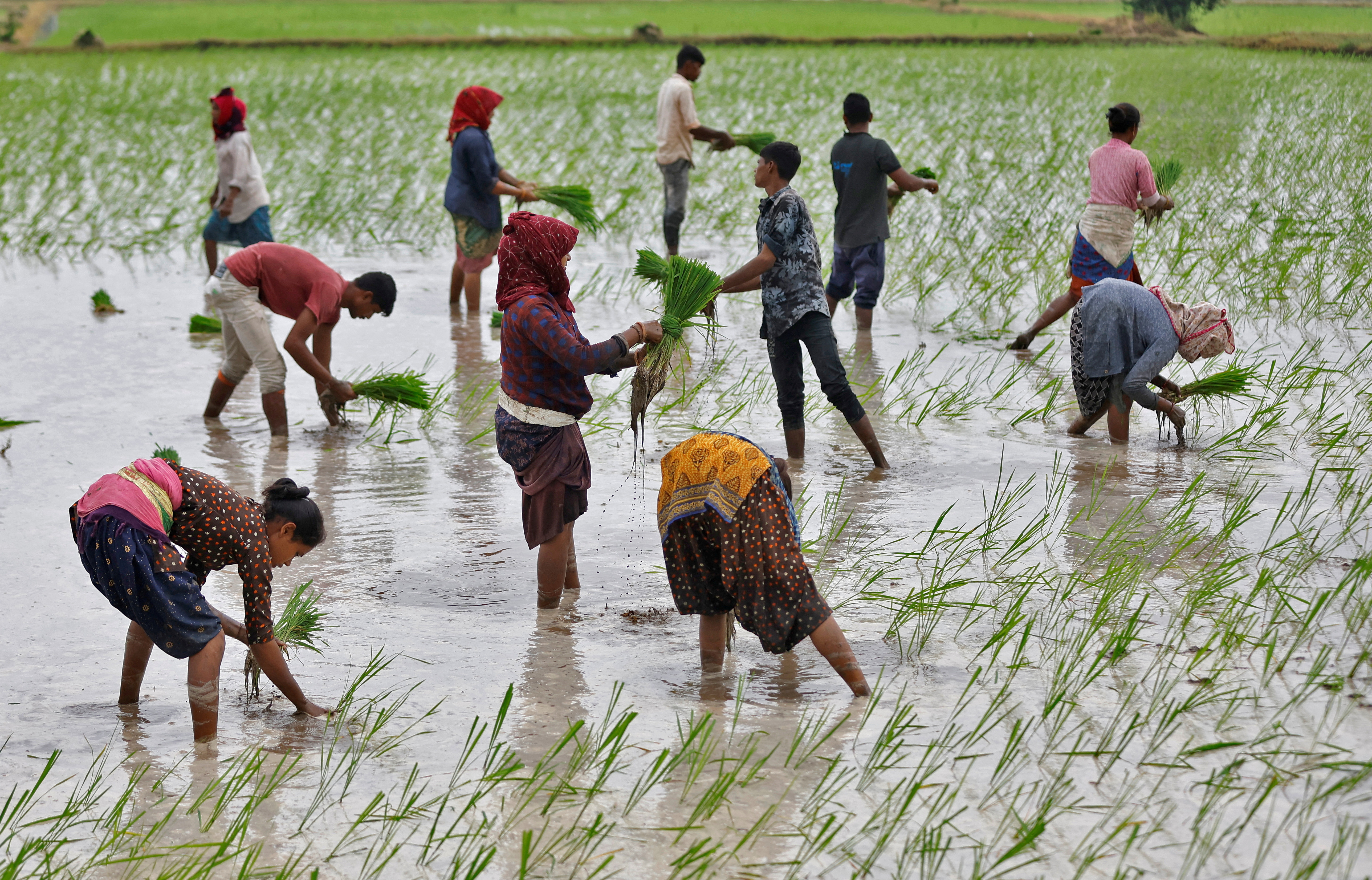 Farm labourers plant rice saplings in a field on outskirts of Ahmedabad